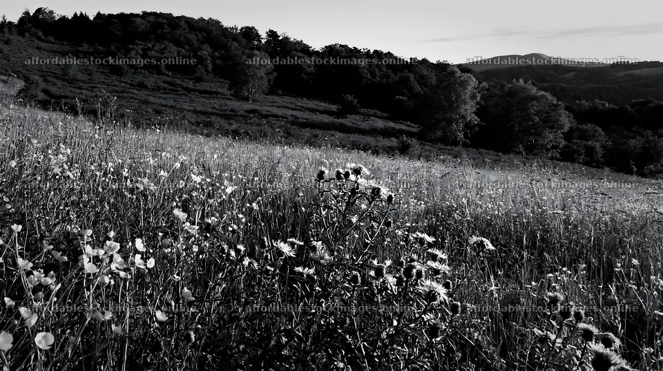 Biodiverse meadow in black and white during late afternoon – stock images 10608x5938