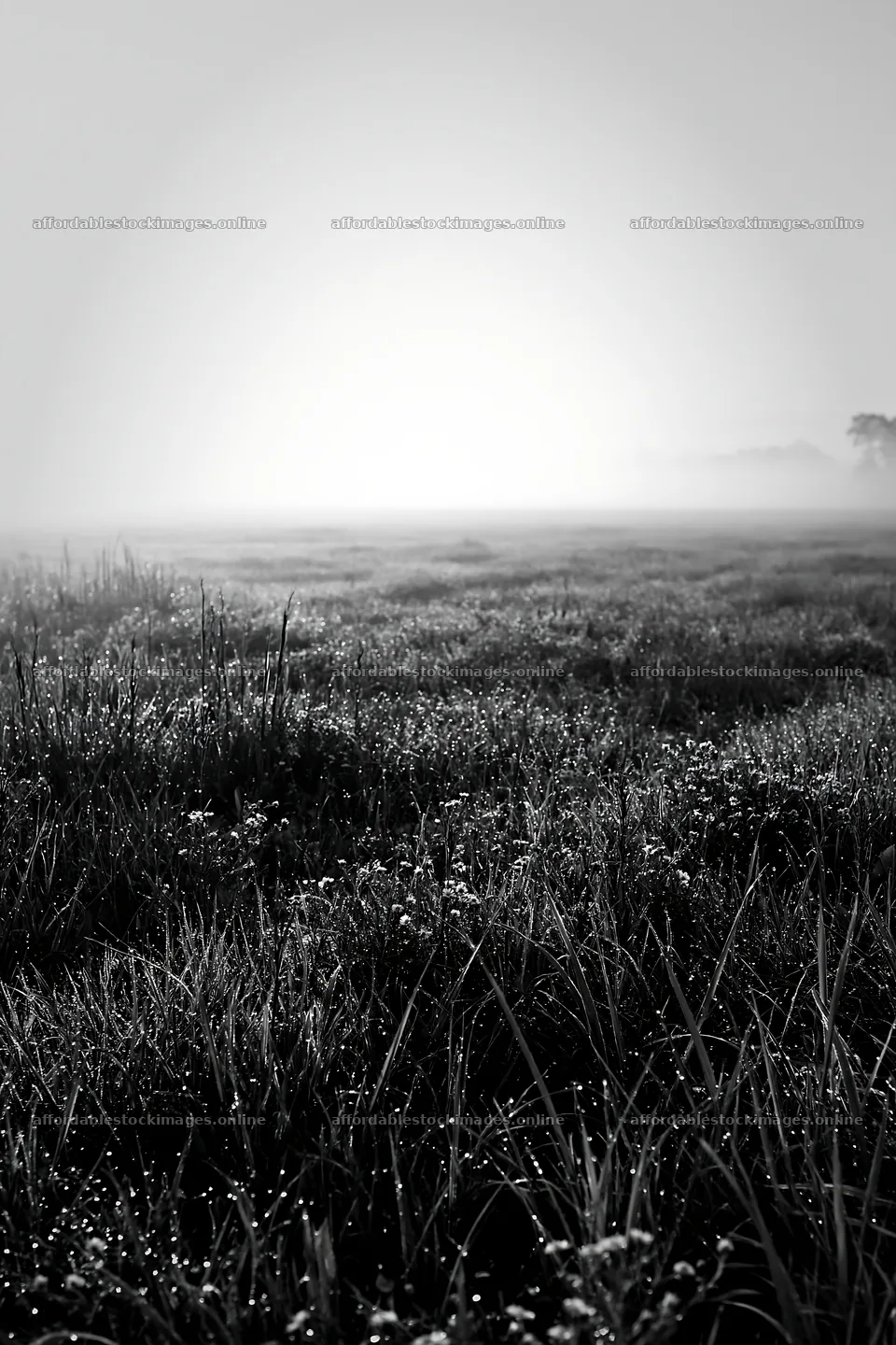 Dew on meadow in Niigata floodplain restoration area – stock images 6480x9722