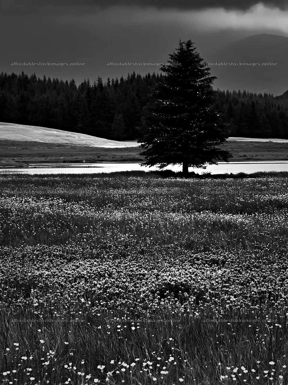 Christmas tree above stream in meadow with flowers – stock images 6866x9174