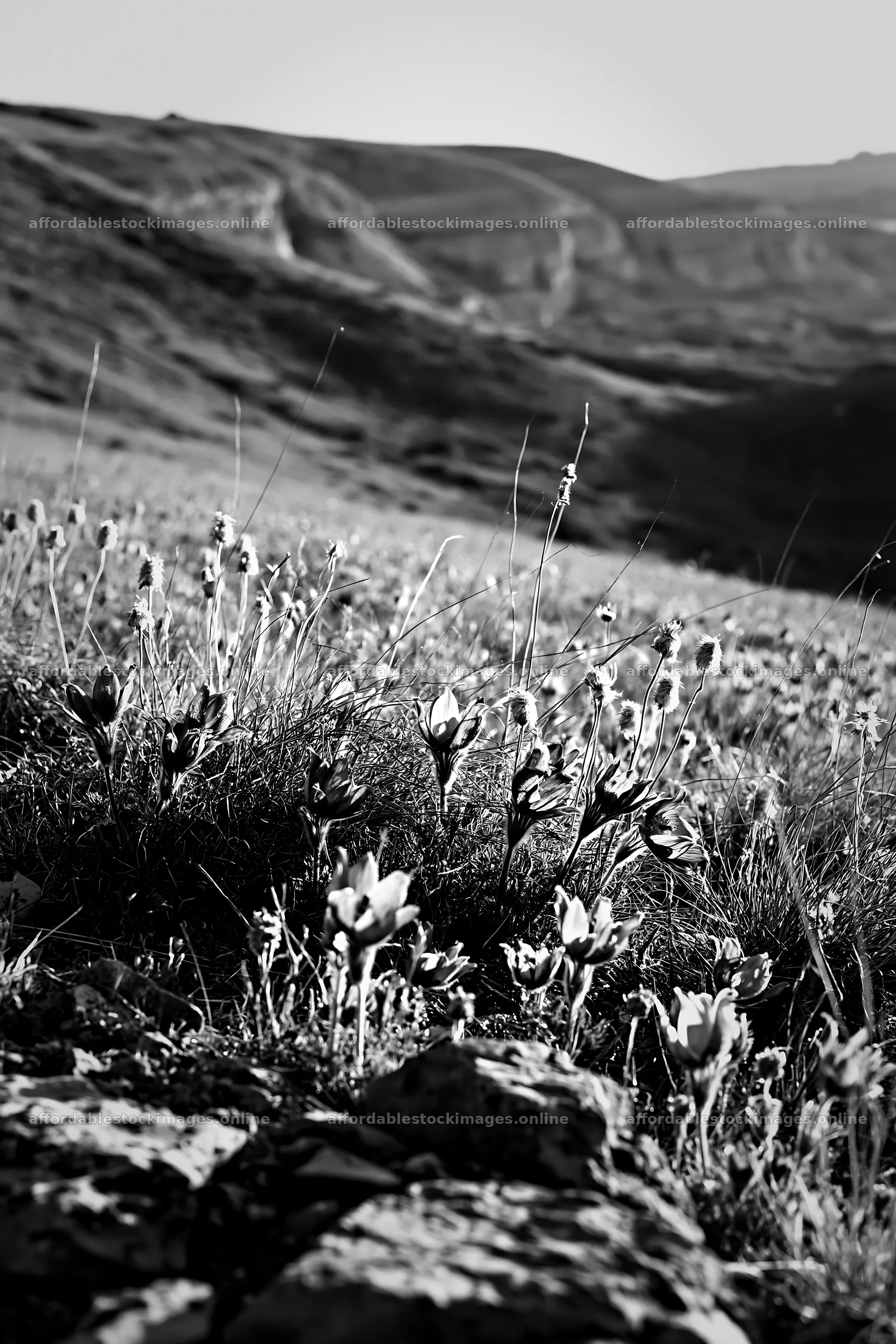 Sunny limestone meadow with flowers in black and white – stock images 6480x9722