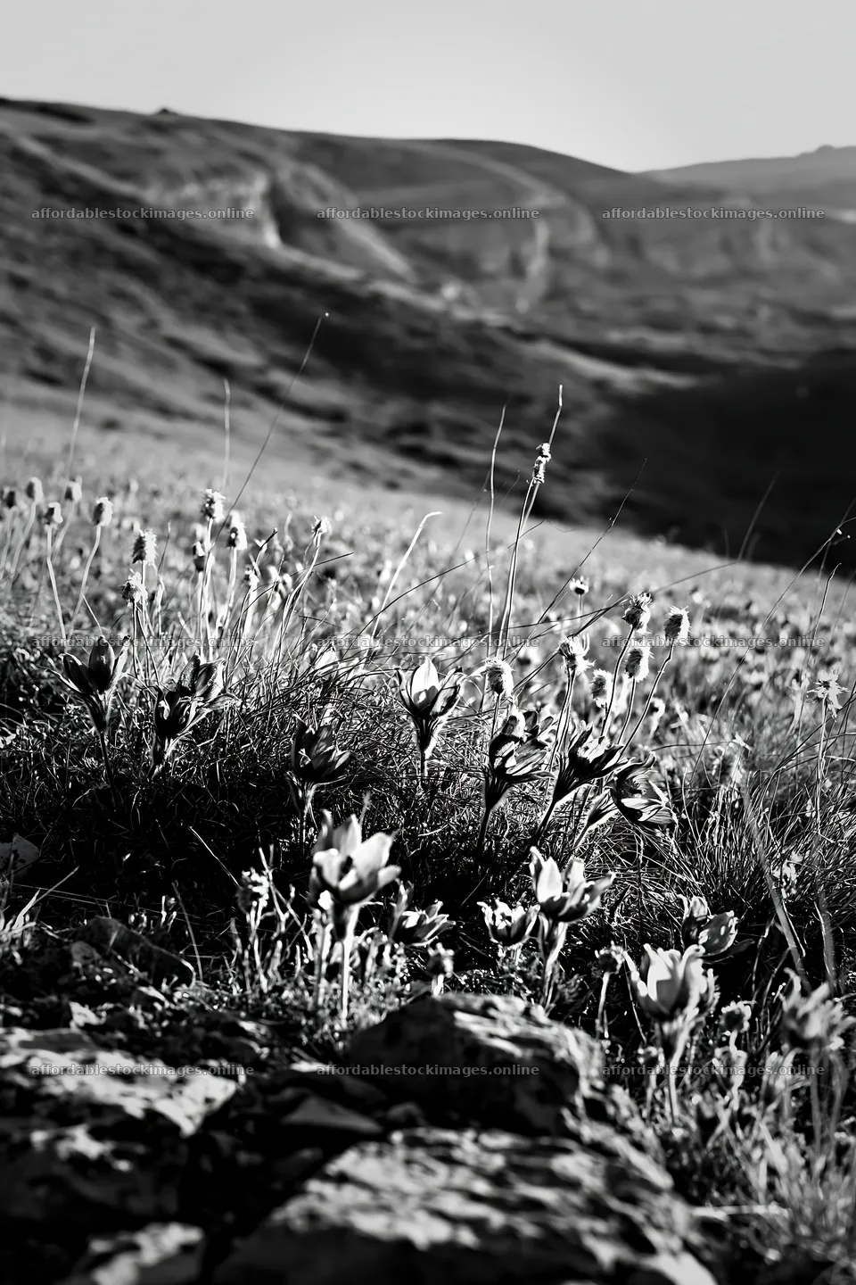 Sunny limestone meadow with flowers in black and white – stock images 6480x9722