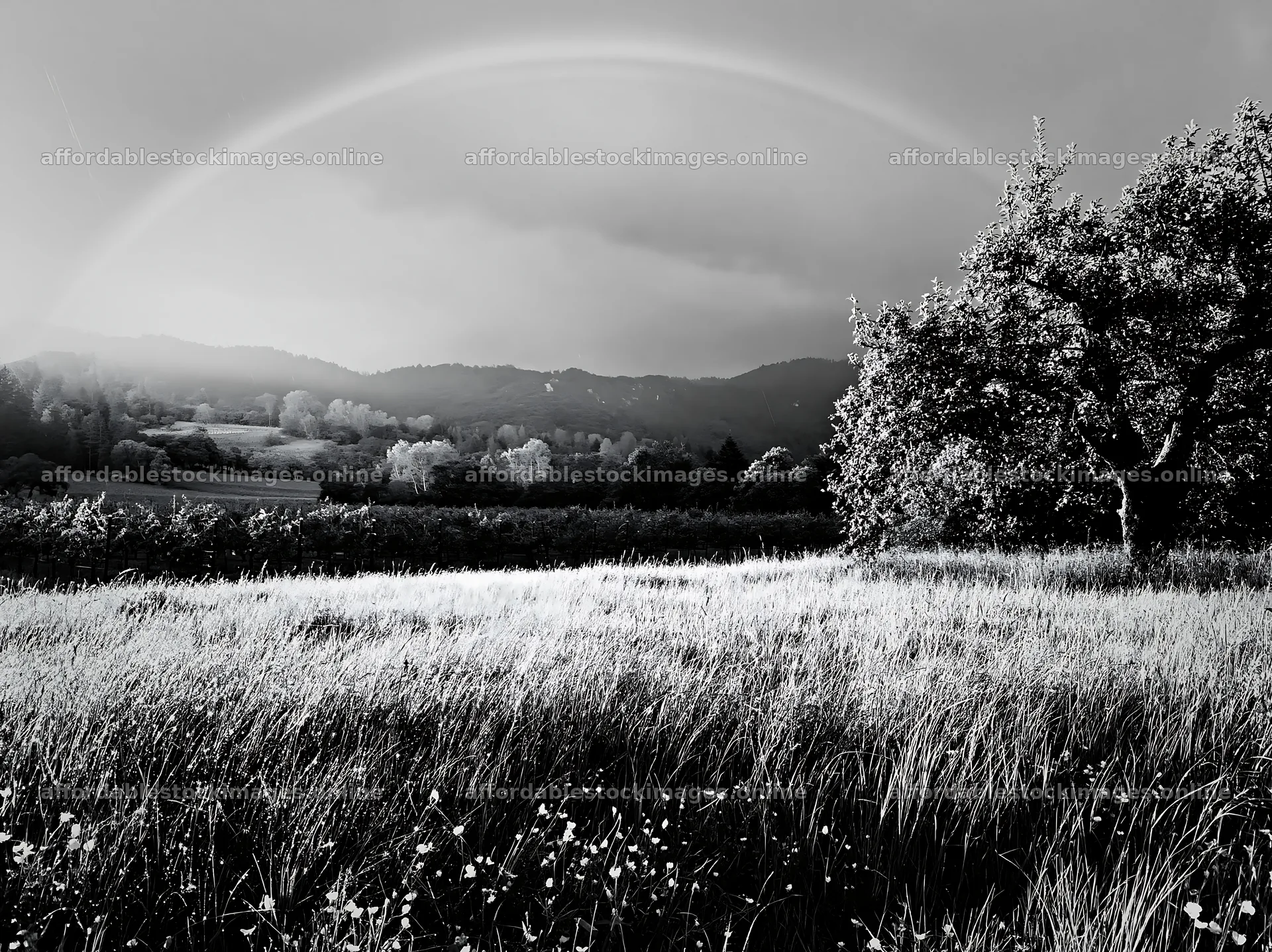 Valley apple meadow with rainbow and green landscape – stock images 9174x6866