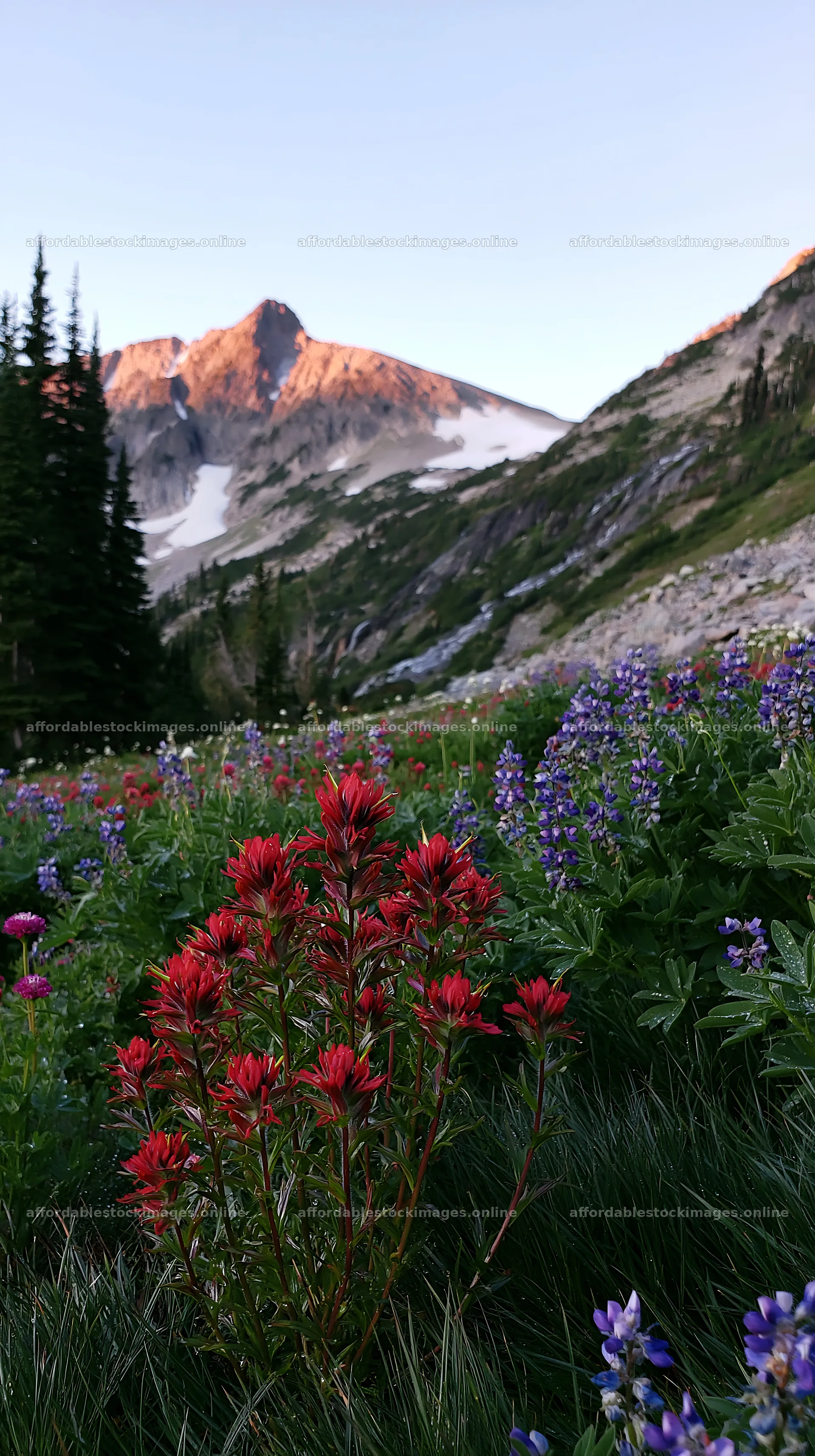 Paintbrush lupine meadow with mountains in the background – stock images 5938x10608