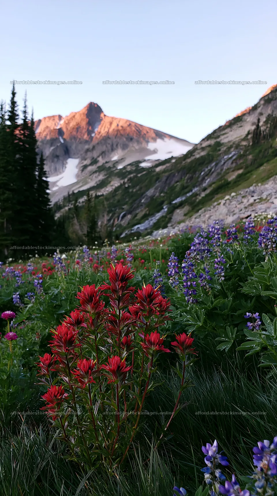 Paintbrush lupine meadow with mountains in the background – stock images 5938x10608
