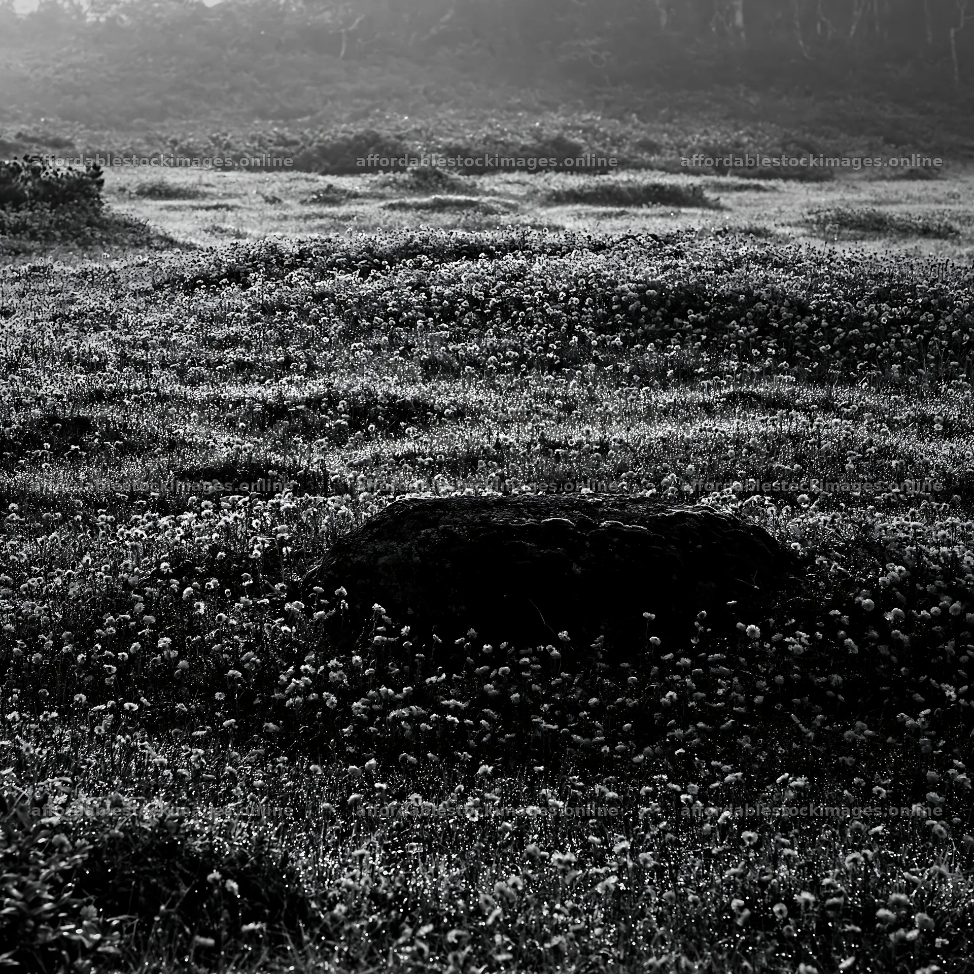Shimane misty meadow moss covered stone in a flower field – stock images 7938x7938