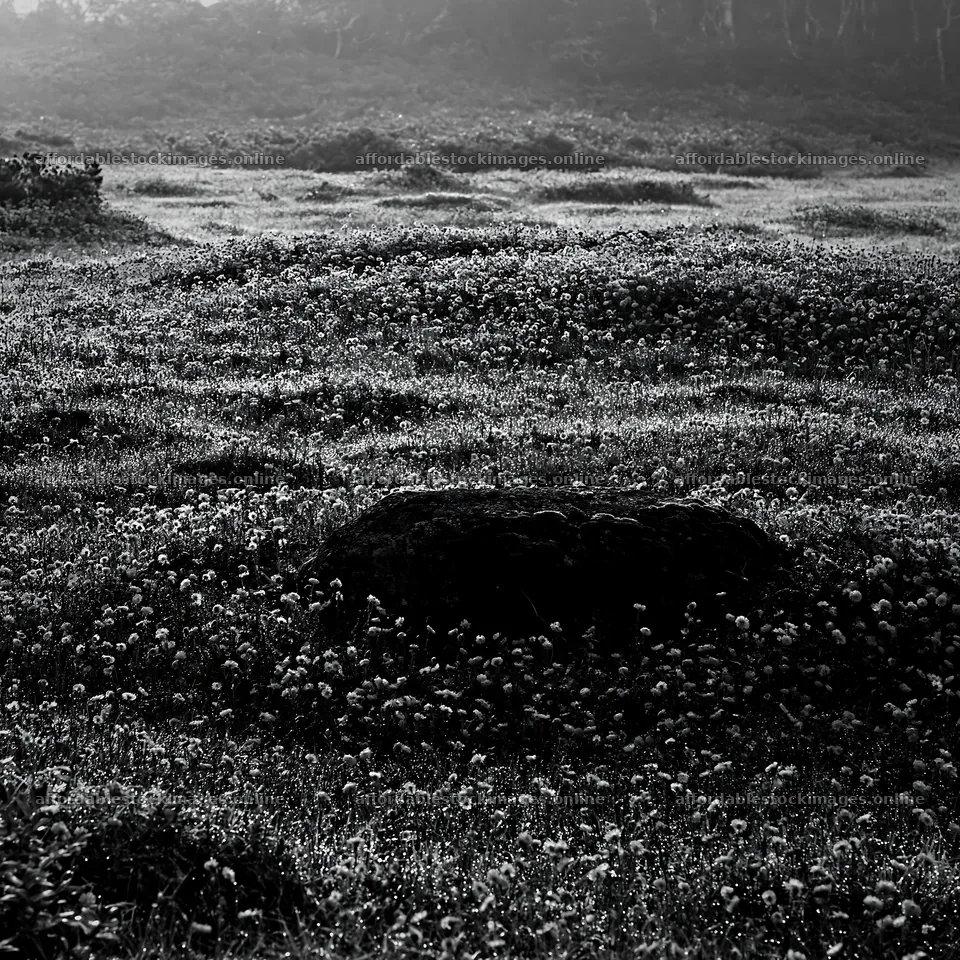 Shimane misty meadow moss covered stone in a flower field – stock images 7938x7938