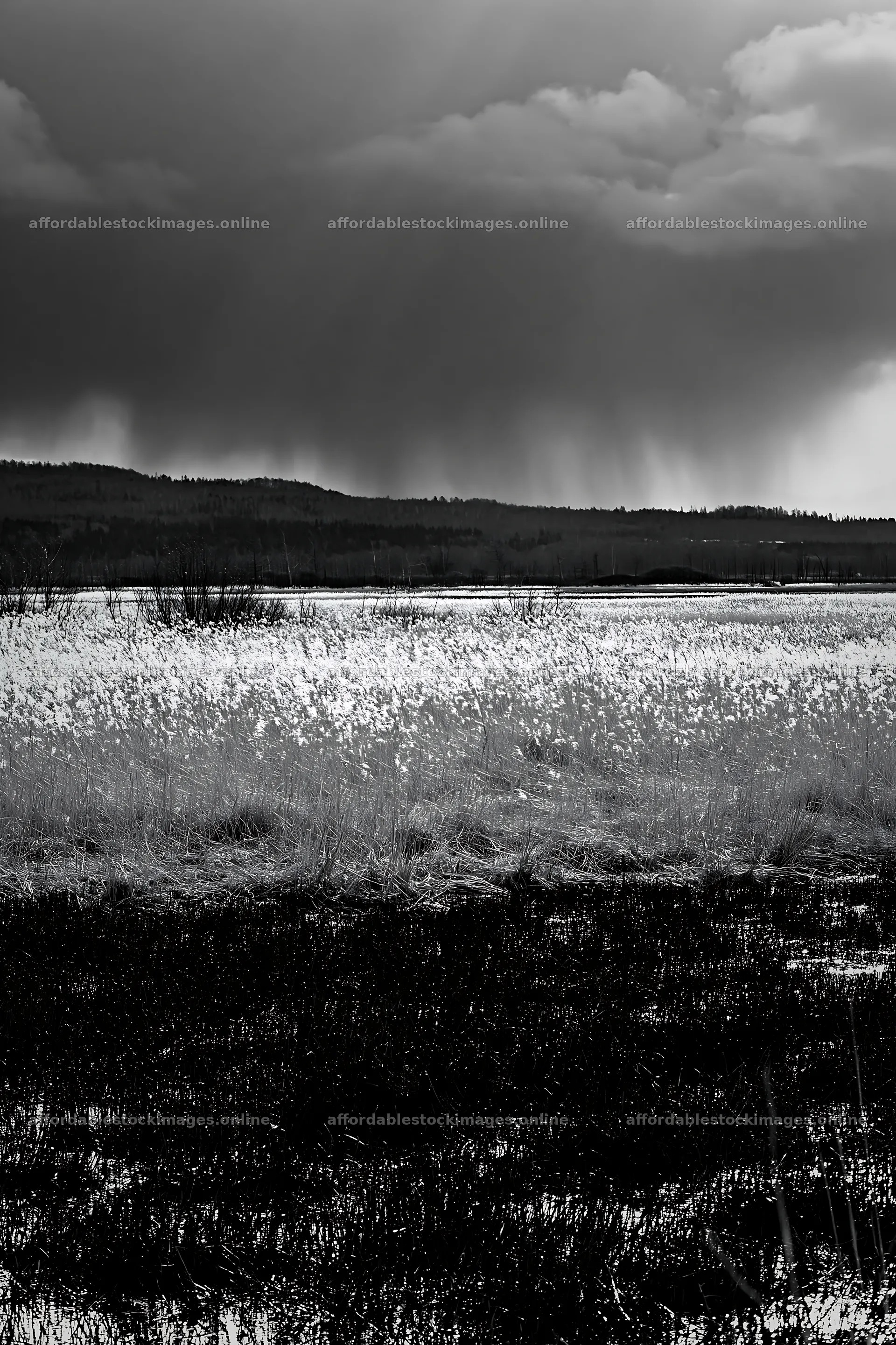 Akita snowmelt meadow with silver grasses under a cloudy sky – stock images 6480x9722