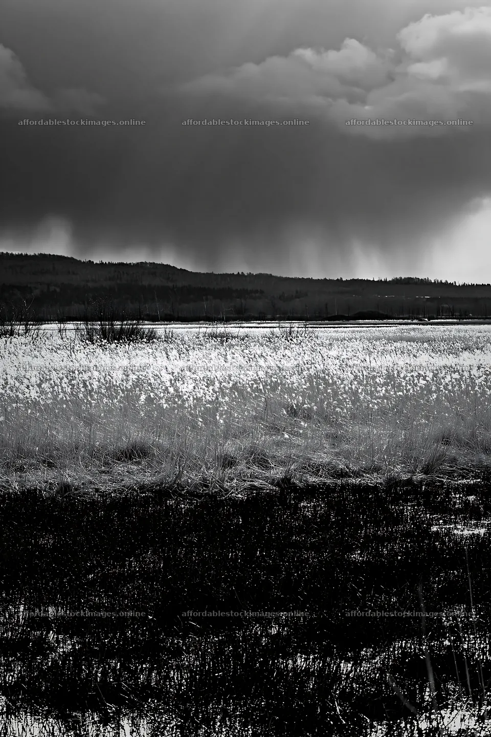 Akita snowmelt meadow with silver grasses under a cloudy sky – stock images 6480x9722
