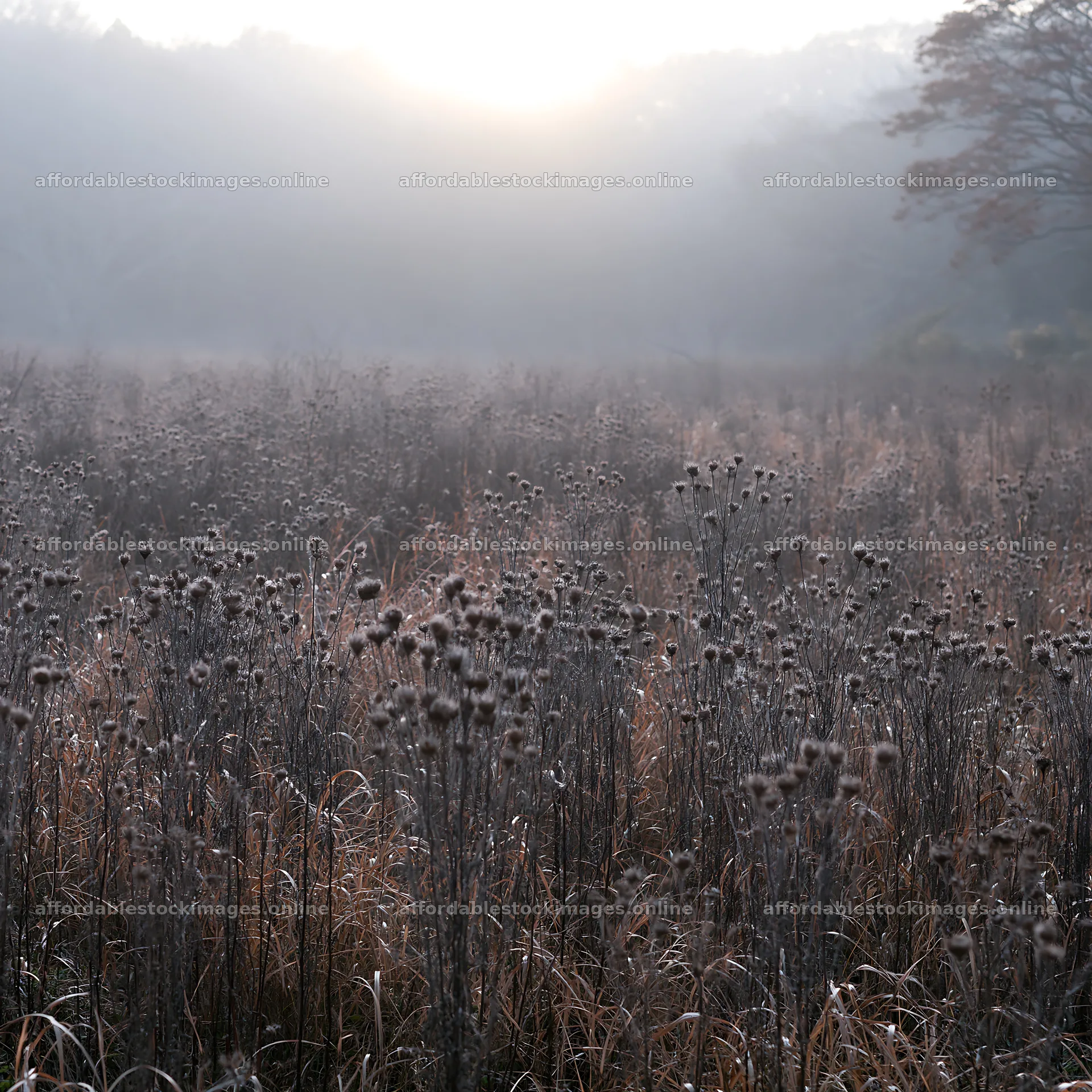 Ehime twilight meadow with dry seedheads – stock images 7938x7938