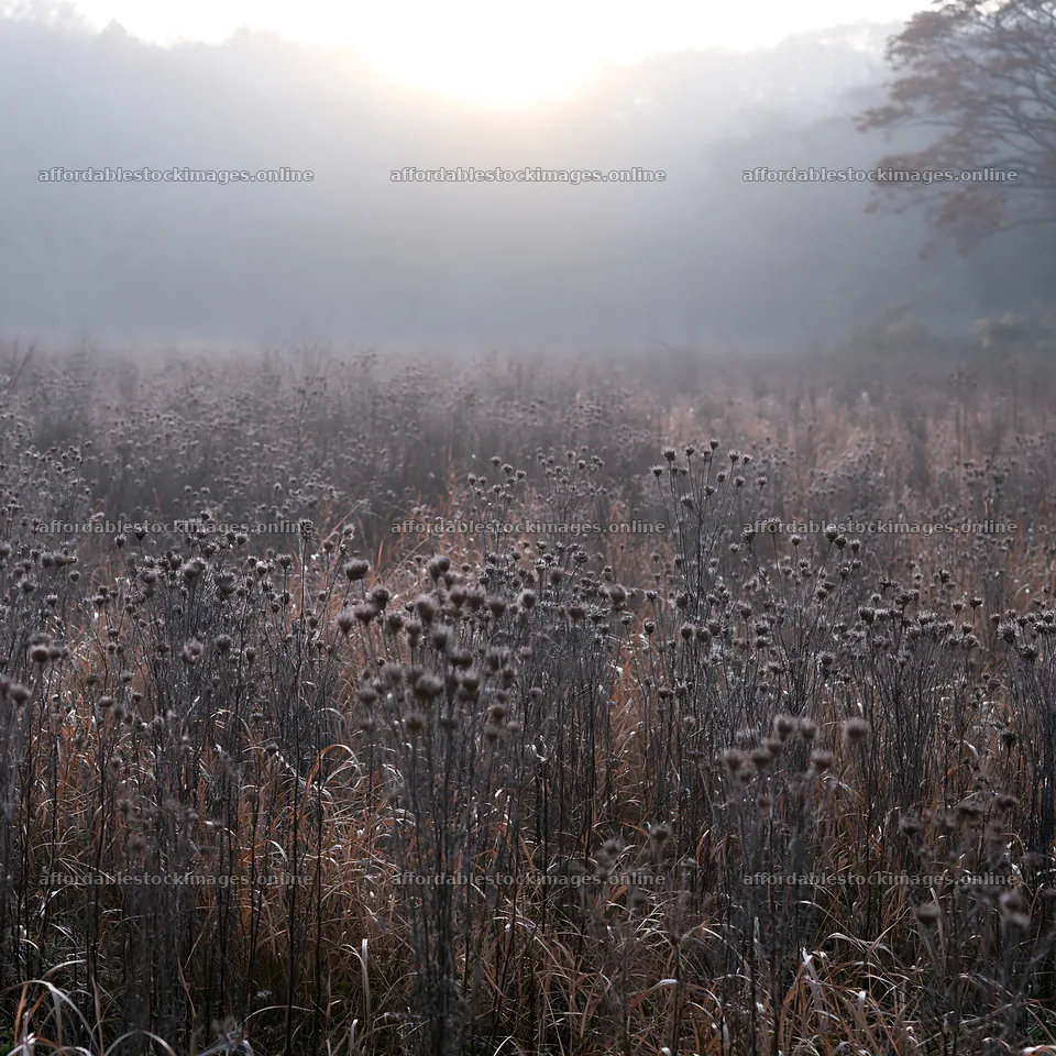 Ehime twilight meadow with dry seedheads – stock images 7938x7938
