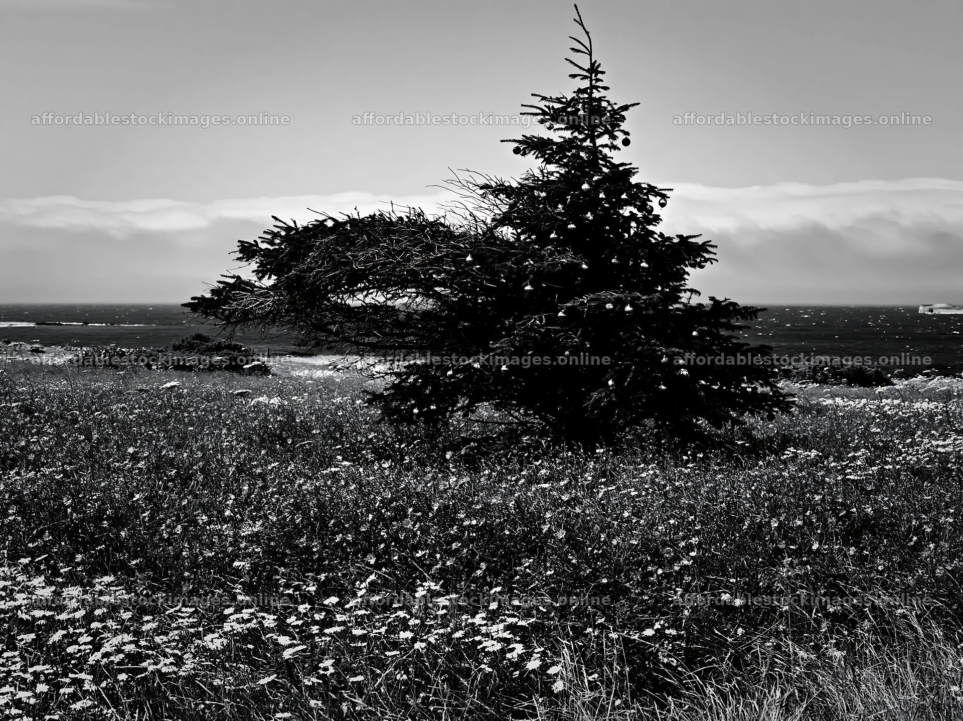 Christmas tree in meadow with cloud-filtered rays – stock images 9174x6866