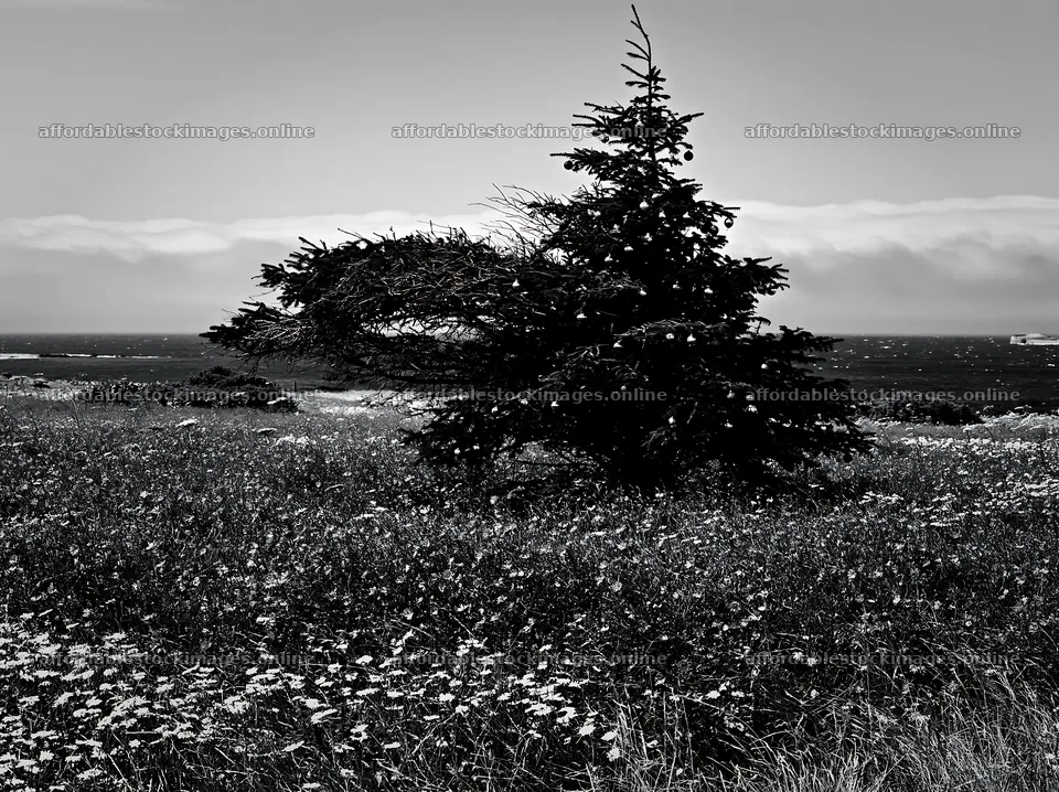 Christmas tree in meadow with cloud-filtered rays – stock images 9174x6866