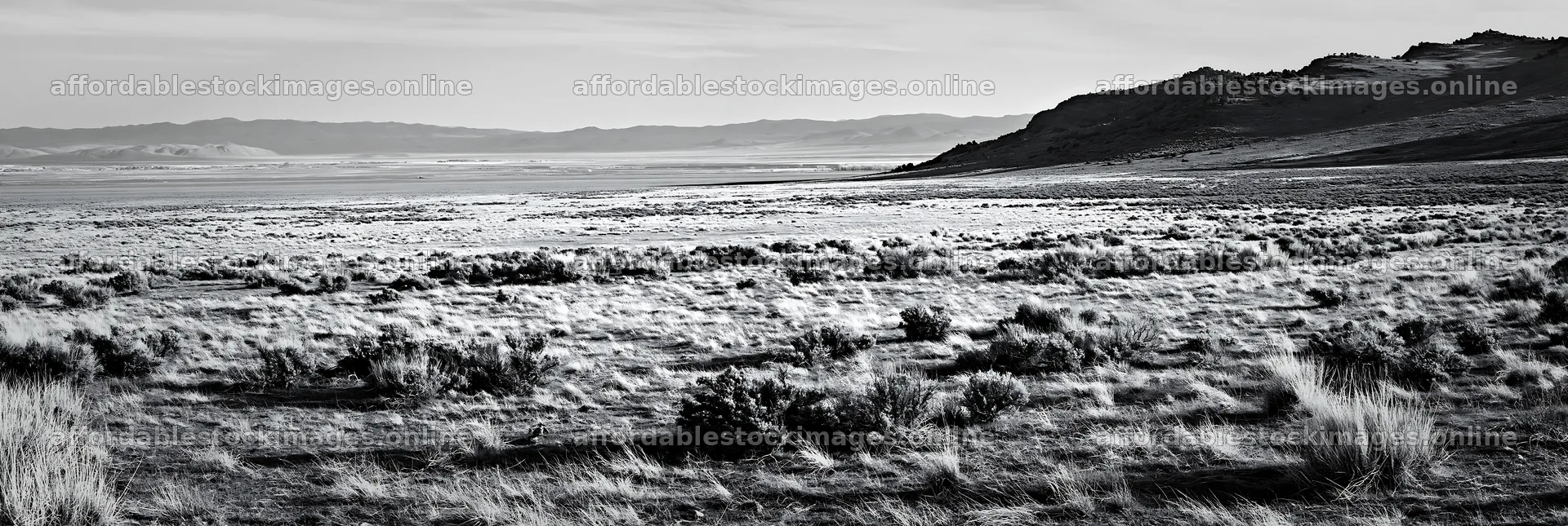 Drought-tolerant meadow with sparse vegetation and distant hills – stock images 13690x4602