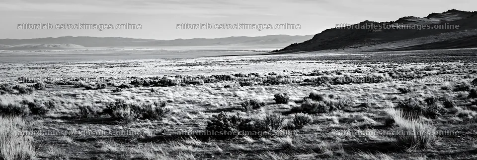 Drought-tolerant meadow with sparse vegetation and distant hills – stock images 13690x4602
