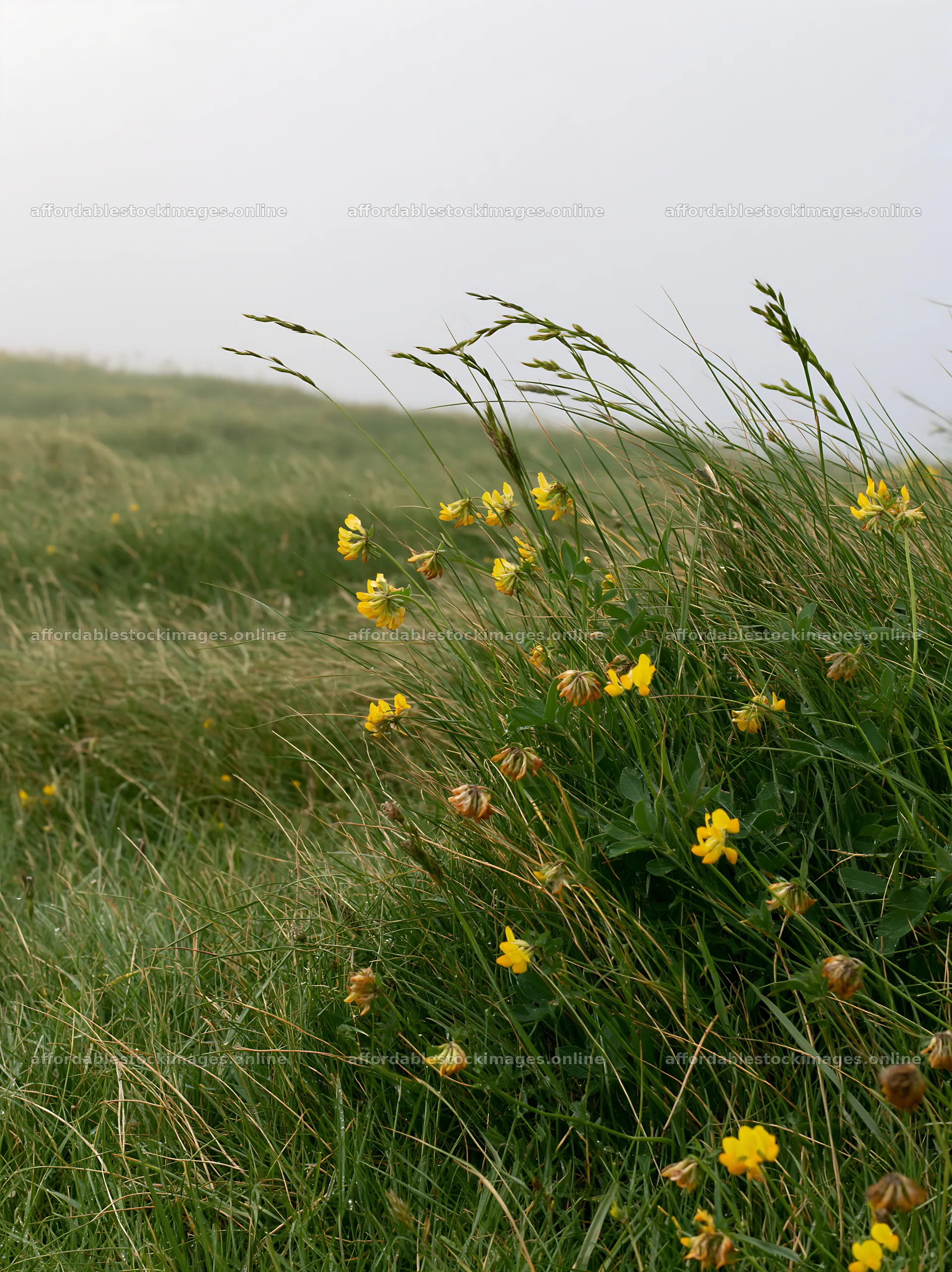Clifftop meadow with wildflowers and tall grass swaying in wind – stock images 6866x9174