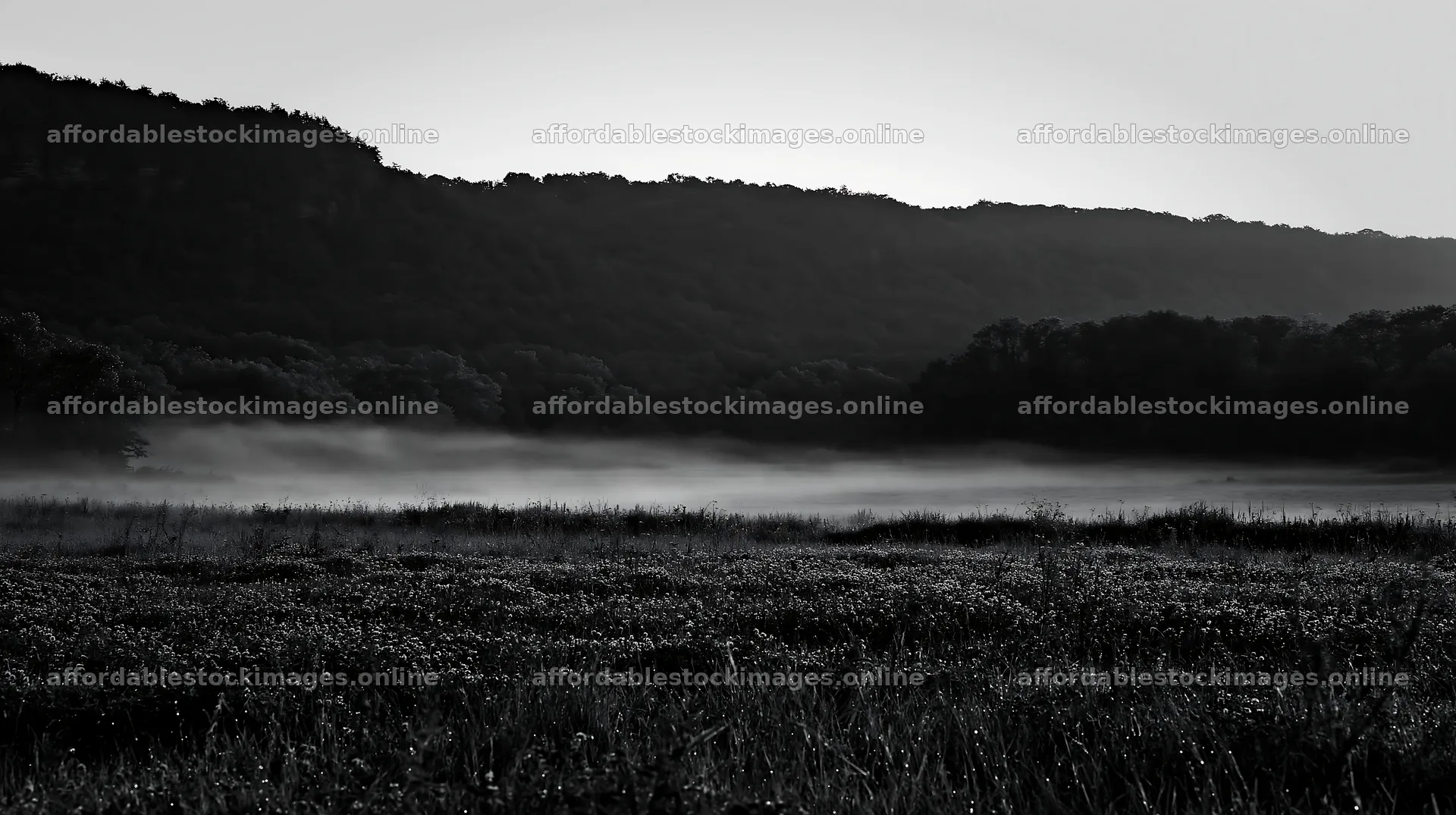 Clover meadow with dew during early morning fog – stock images 10608x5938