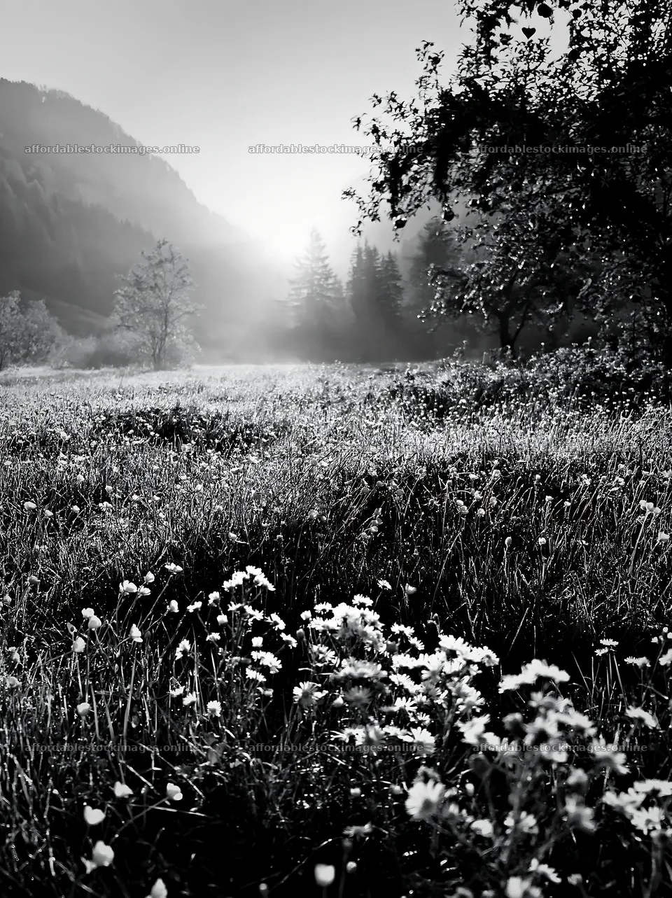 Apple tree meadow in Dolomites with flowers and morning mist – stock images 6866x9174