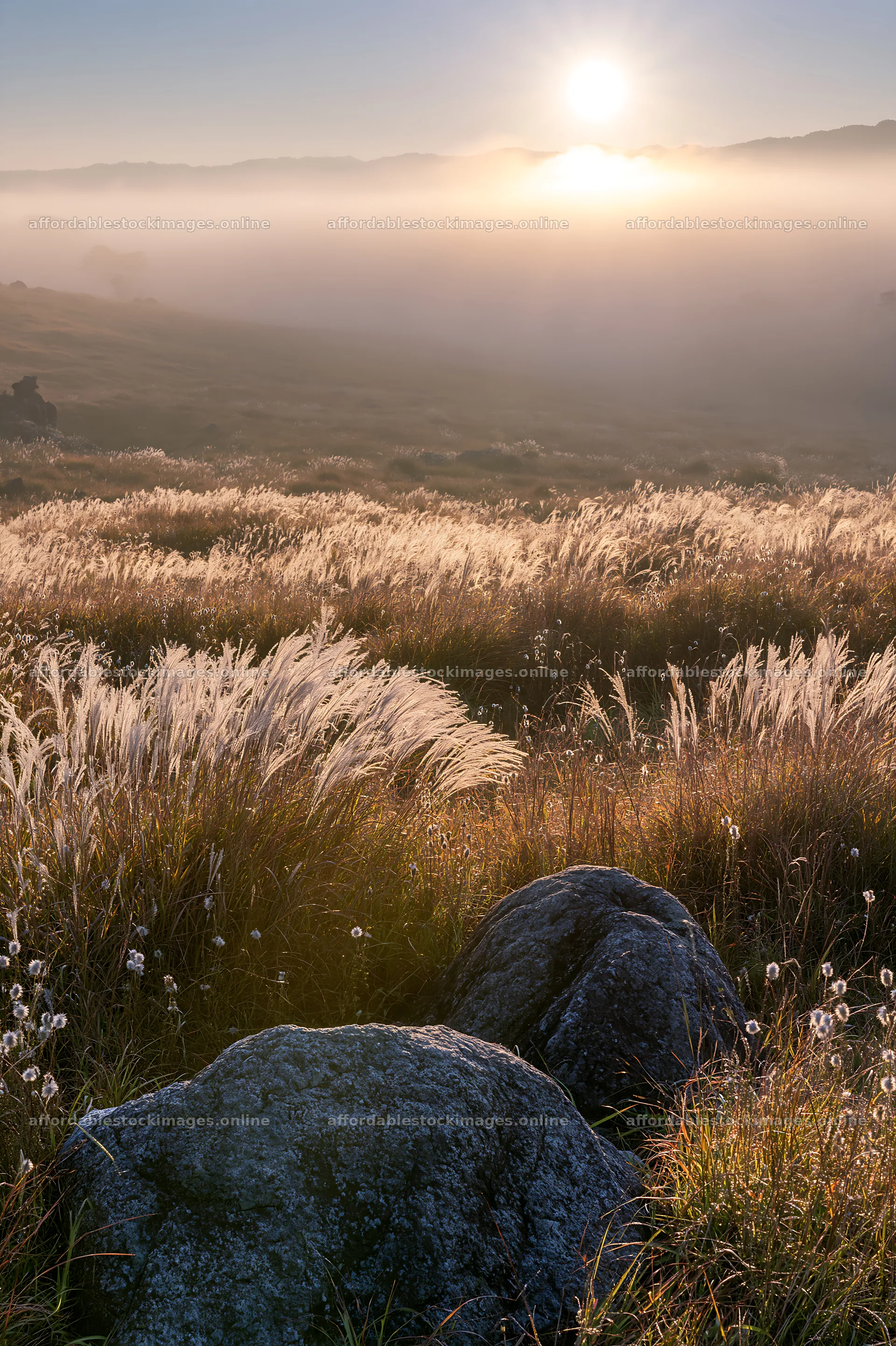 Rewilded Akita silver grass meadow at sunrise – stock images 6480x9722