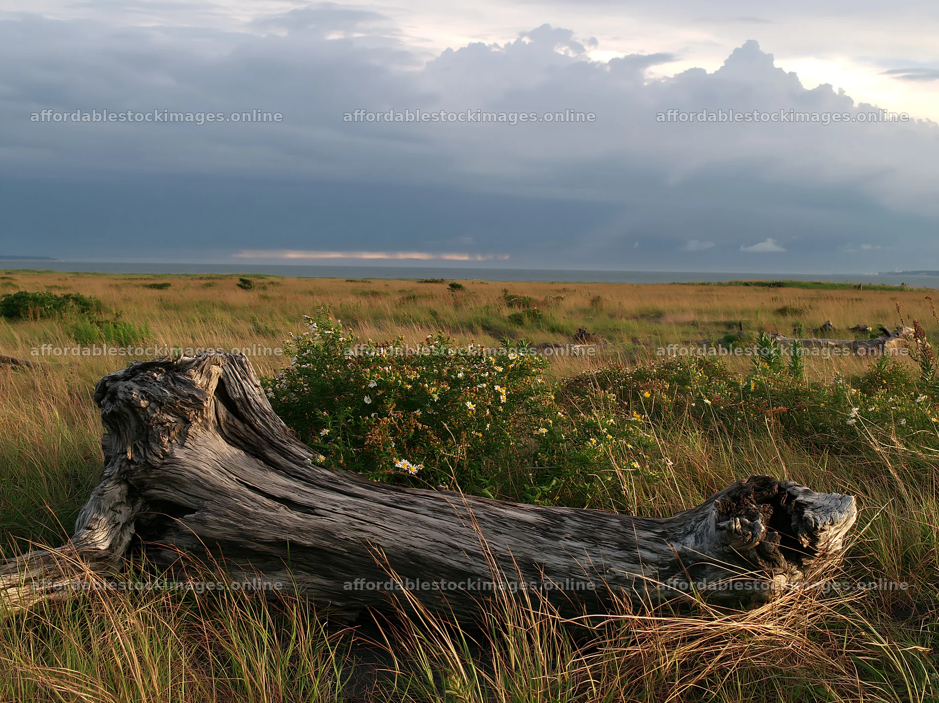 Chiba coastal climate meadow driftwood foreground with grass – stock images 9174x6866