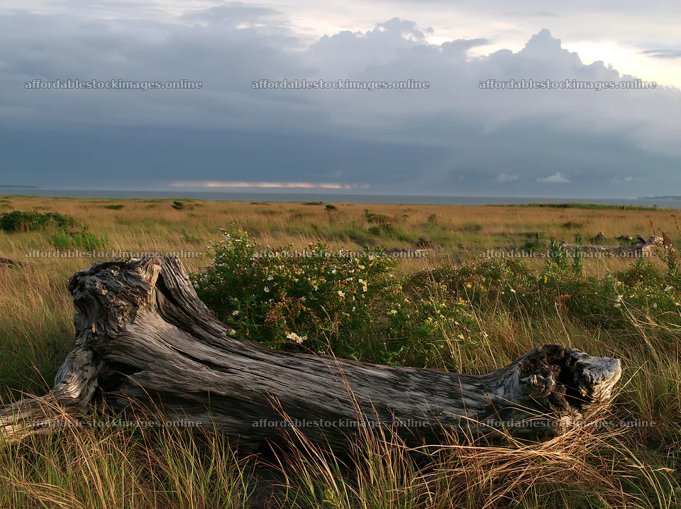 Chiba coastal climate meadow driftwood foreground with grass – stock images 9174x6866