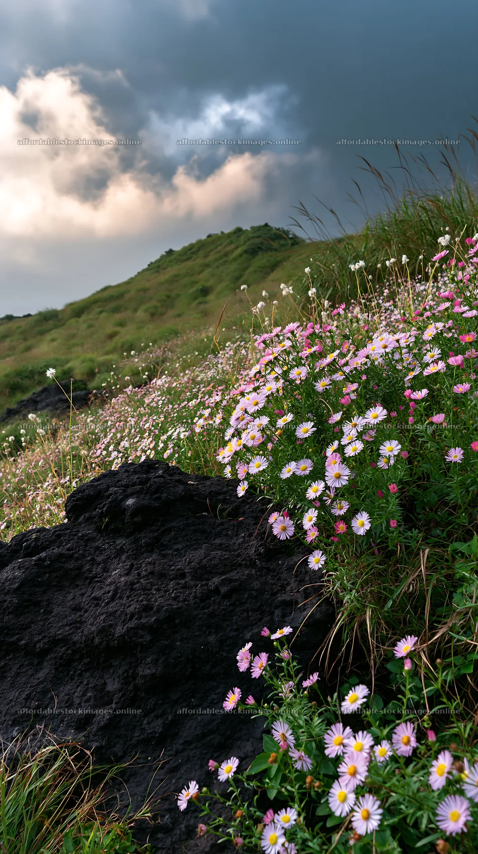 Kumamoto volcanic meadow dark rock foreground with flowers – stock images 5938x10608
