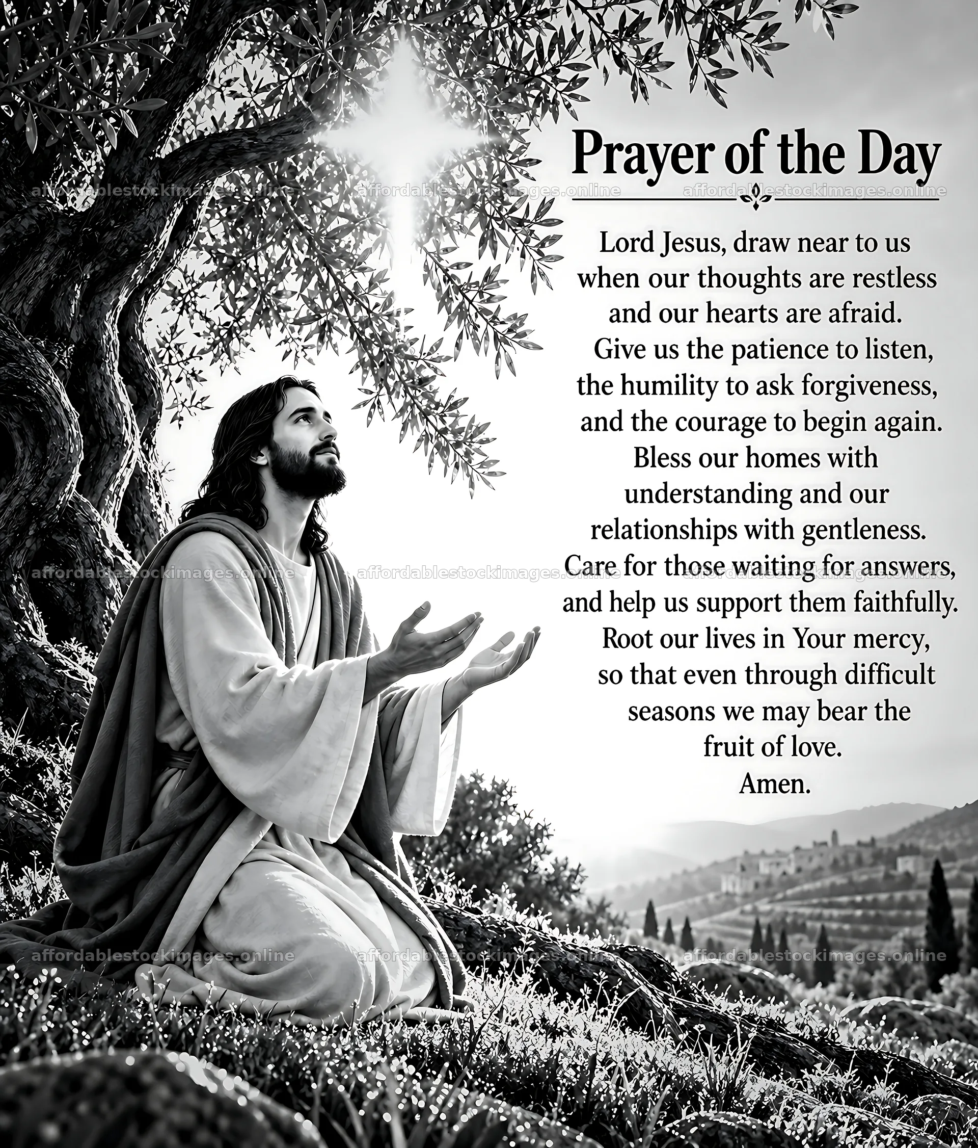 Mercy in the olive grove – stock images 7330x8596