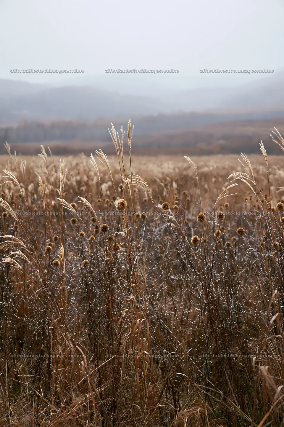 Expansive Hokkaido restoration meadow with dewdrops – stock images 6480x9722