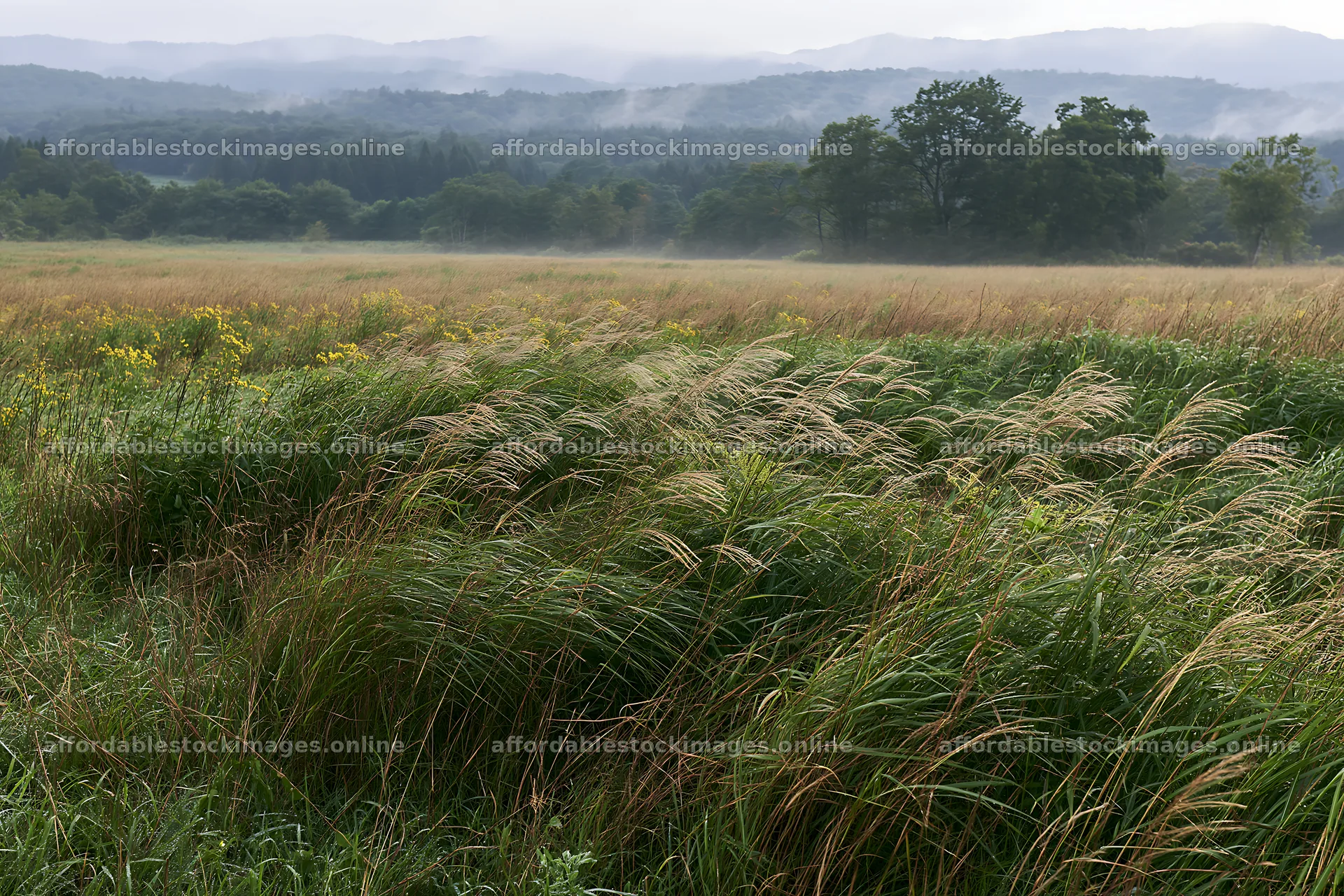 Iwate rain refreshed meadow seedhead foreground – stock images 9722x6480