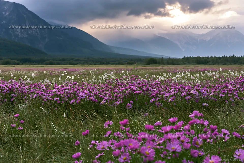 Swiss alpine meadow with flowers under cloudy sky – stock images 9722x6480