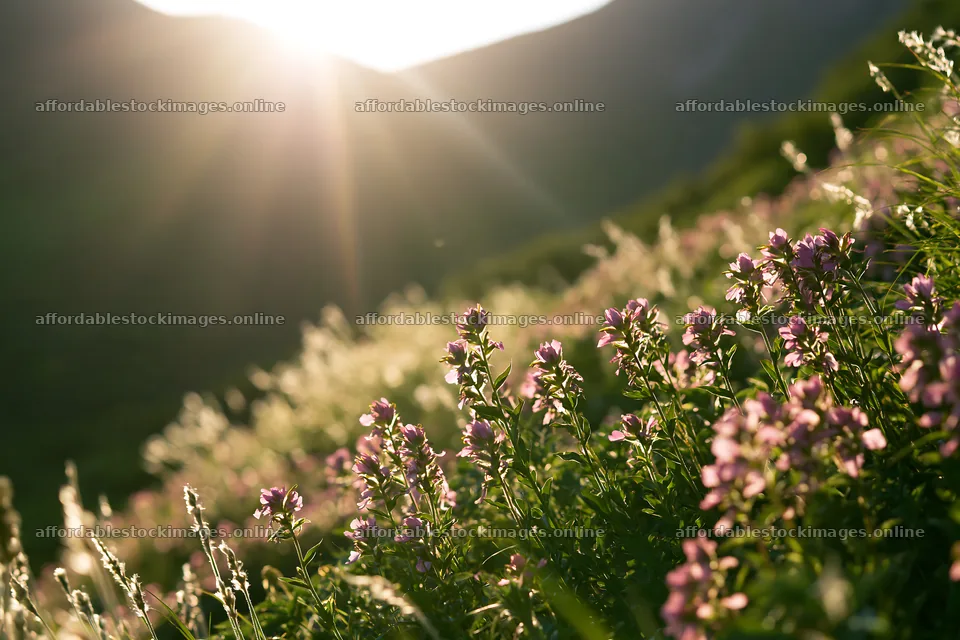 Daisetsuzan alpine meadow with light rays shining through – stock images 9722x6480