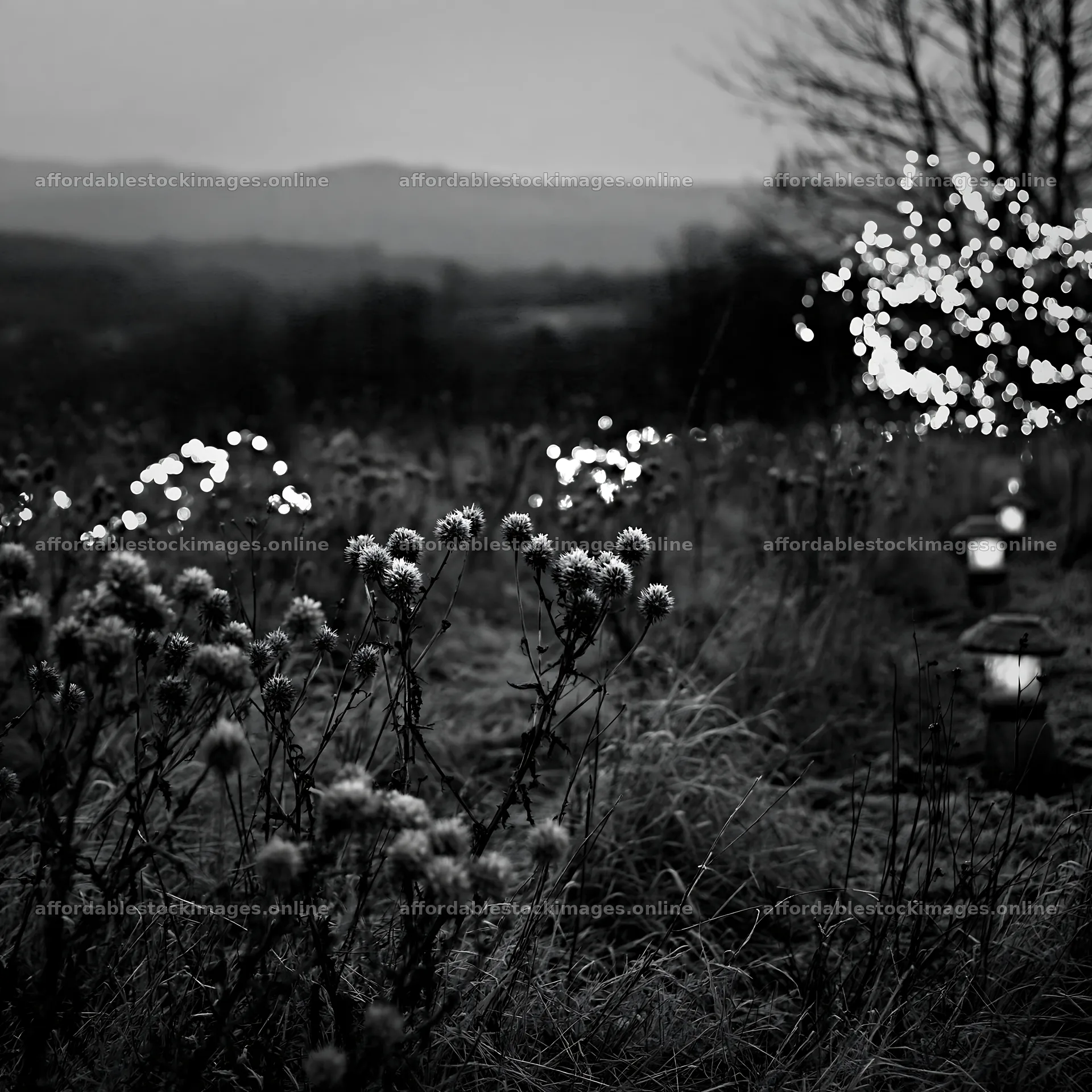 Frost-covered seedheads and lanterns in a winter meadow – stock images 7938x7938