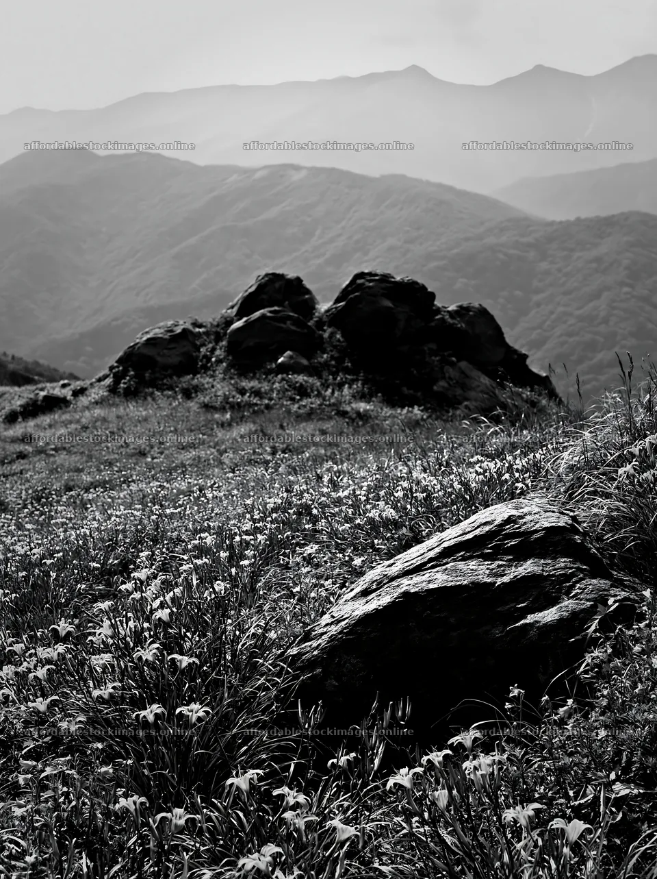 Meadow with boulders and blooming flowers in mountainous area – stock images 6866x9174