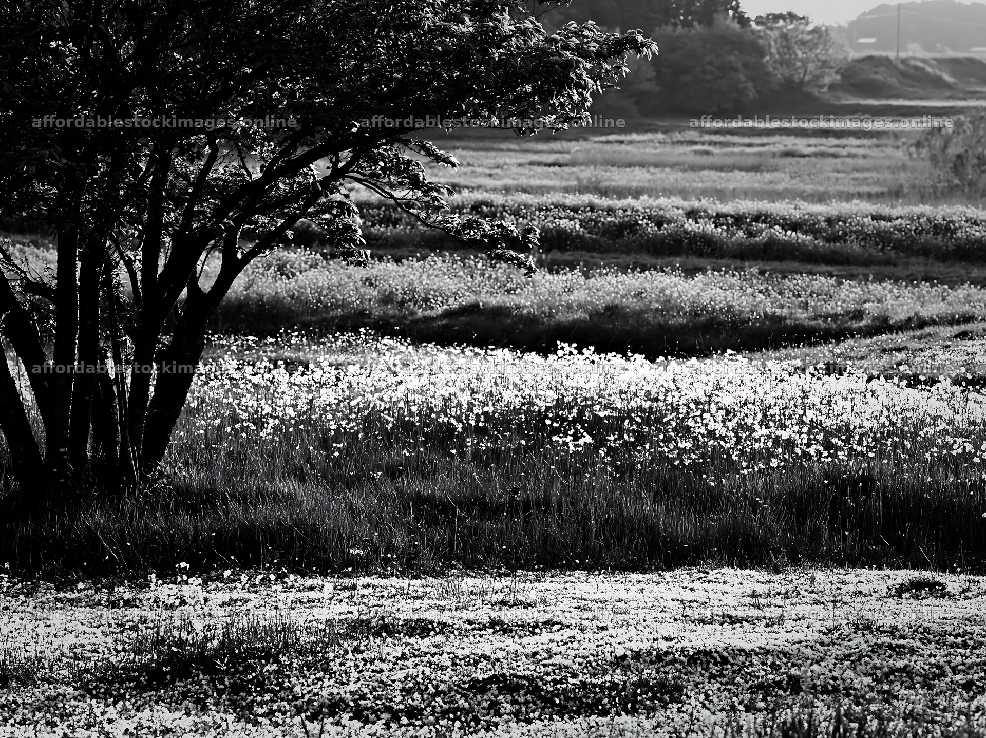 Spring meadow in Fukuoka with fallen blossoms – stock images 9174x6866
