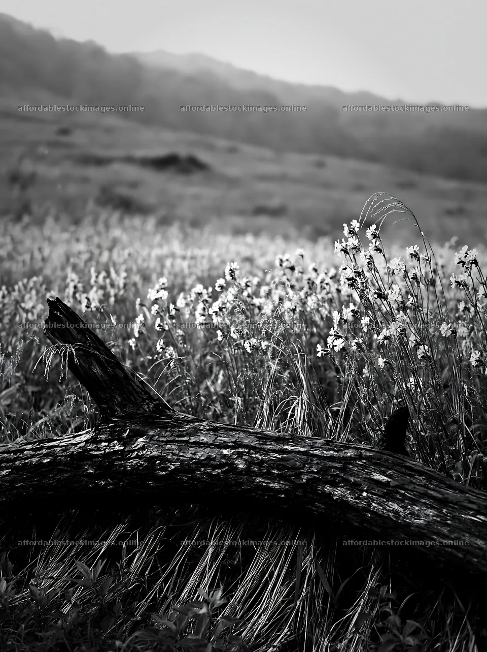 Yamagata rewilded meadow with fallen branch in foreground – stock images 6866x9174