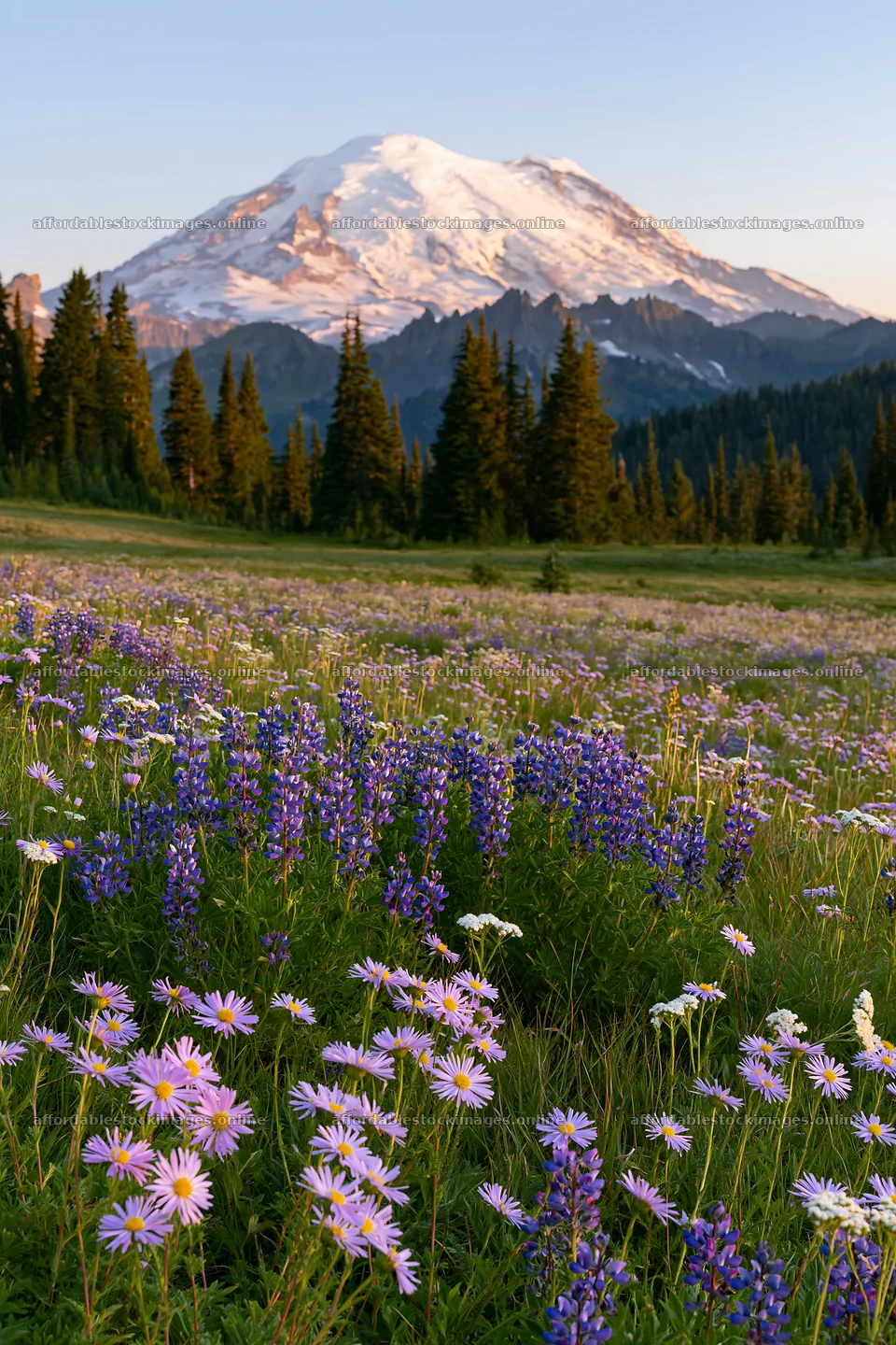Mount Rainier wildflower meadow at sunrise – stock images 6480x9722