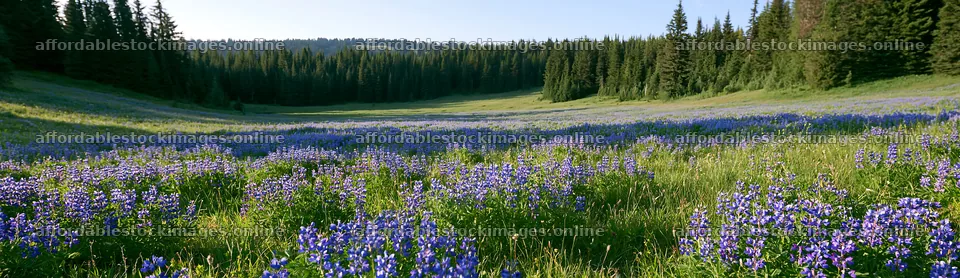 Meadow flowers border with woodland in background – stock images 14762x4268