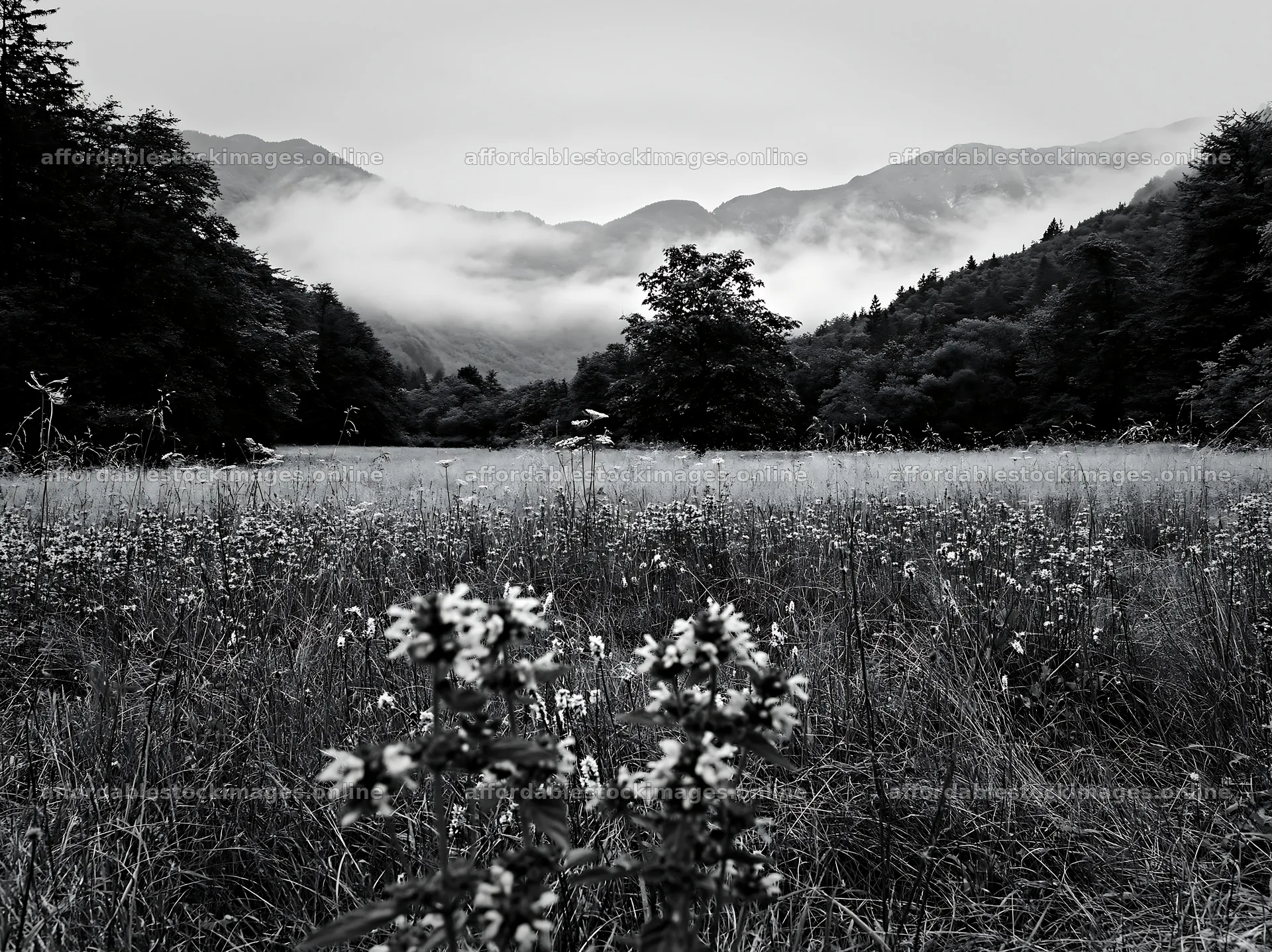 Biodiverse meadow with mountains and mist in the background – stock images 9174x6866