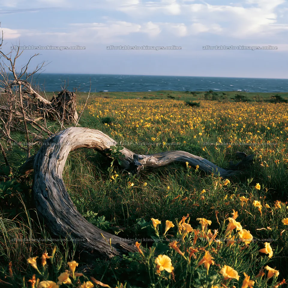 Ishikawa coastal meadow with storm washed driftwood – stock images 7938x7938