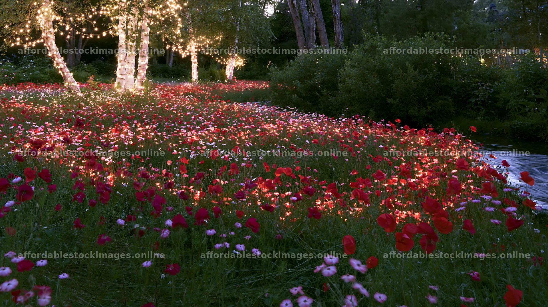 Christmas lights above stream in meadow with flowers – stock images 10608x5938