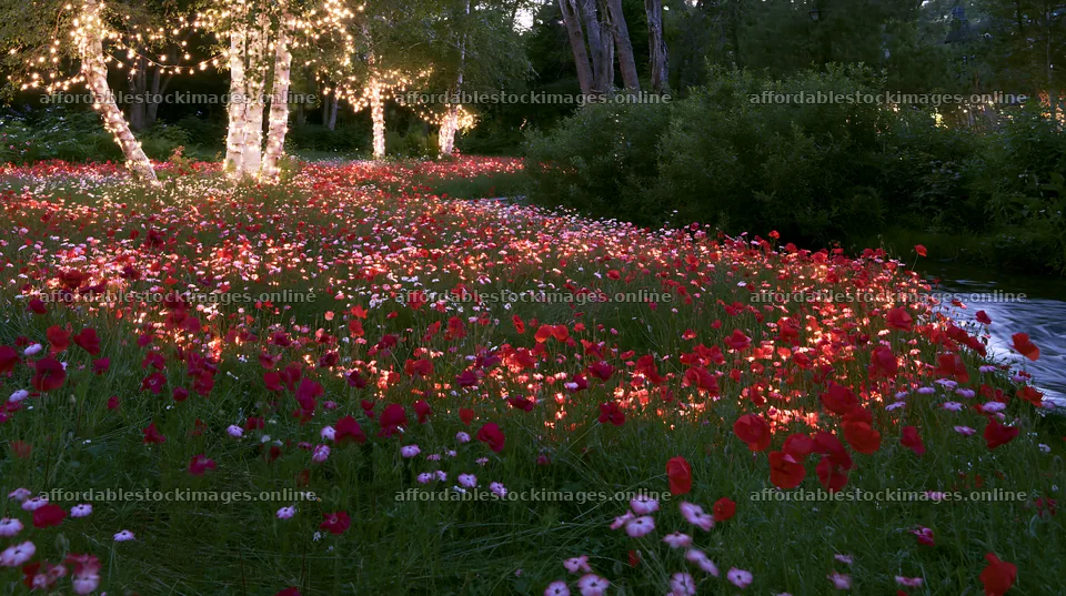 Christmas lights above stream in meadow with flowers – stock images 10608x5938
