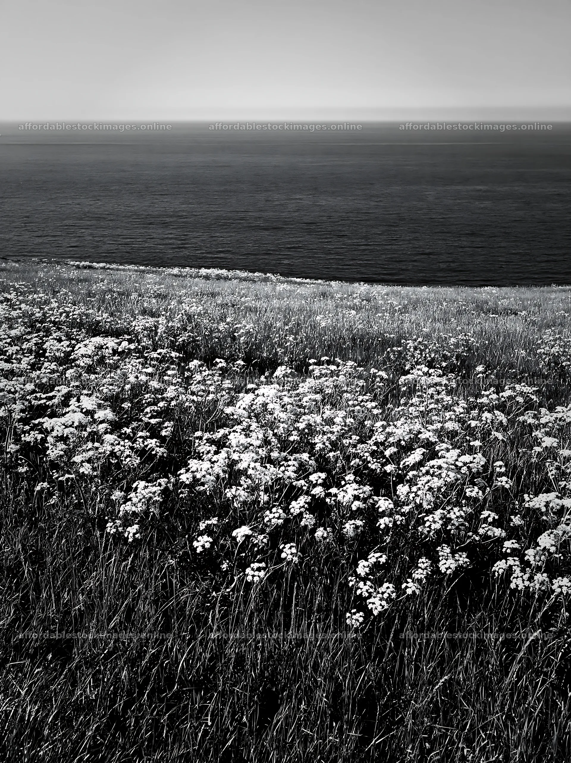 Sunny spring cow parsley meadow by the ocean – stock images 6866x9174