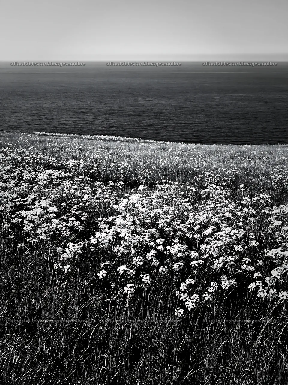 Sunny spring cow parsley meadow by the ocean – stock images 6866x9174