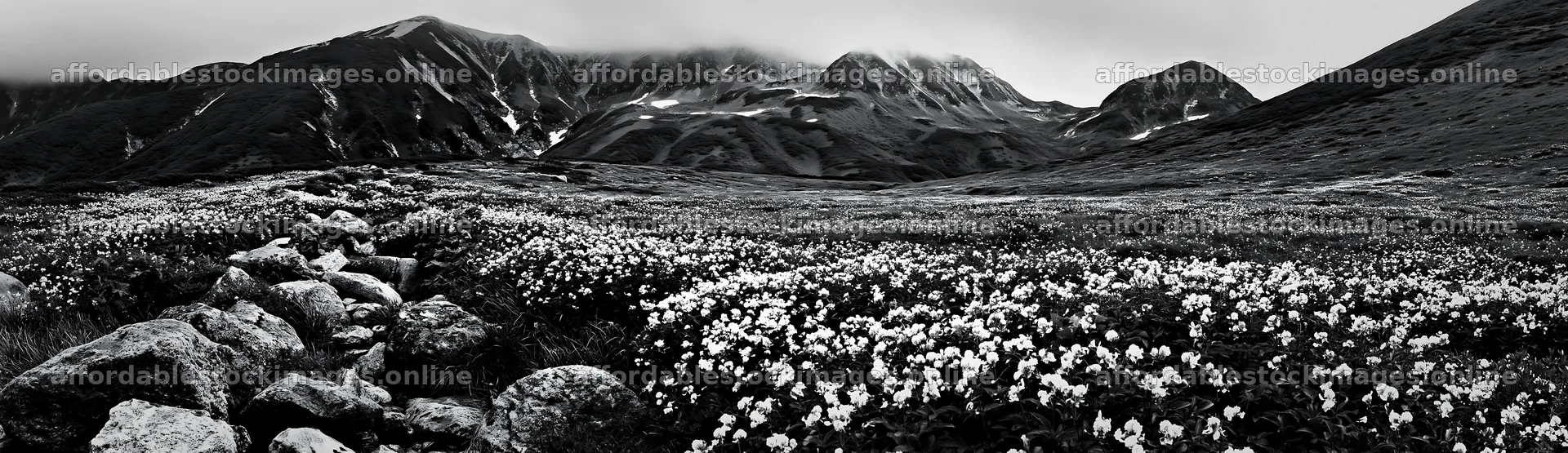 Toyama alpine meadow snowmelt rock foreground with flowers – stock images 14762x4268