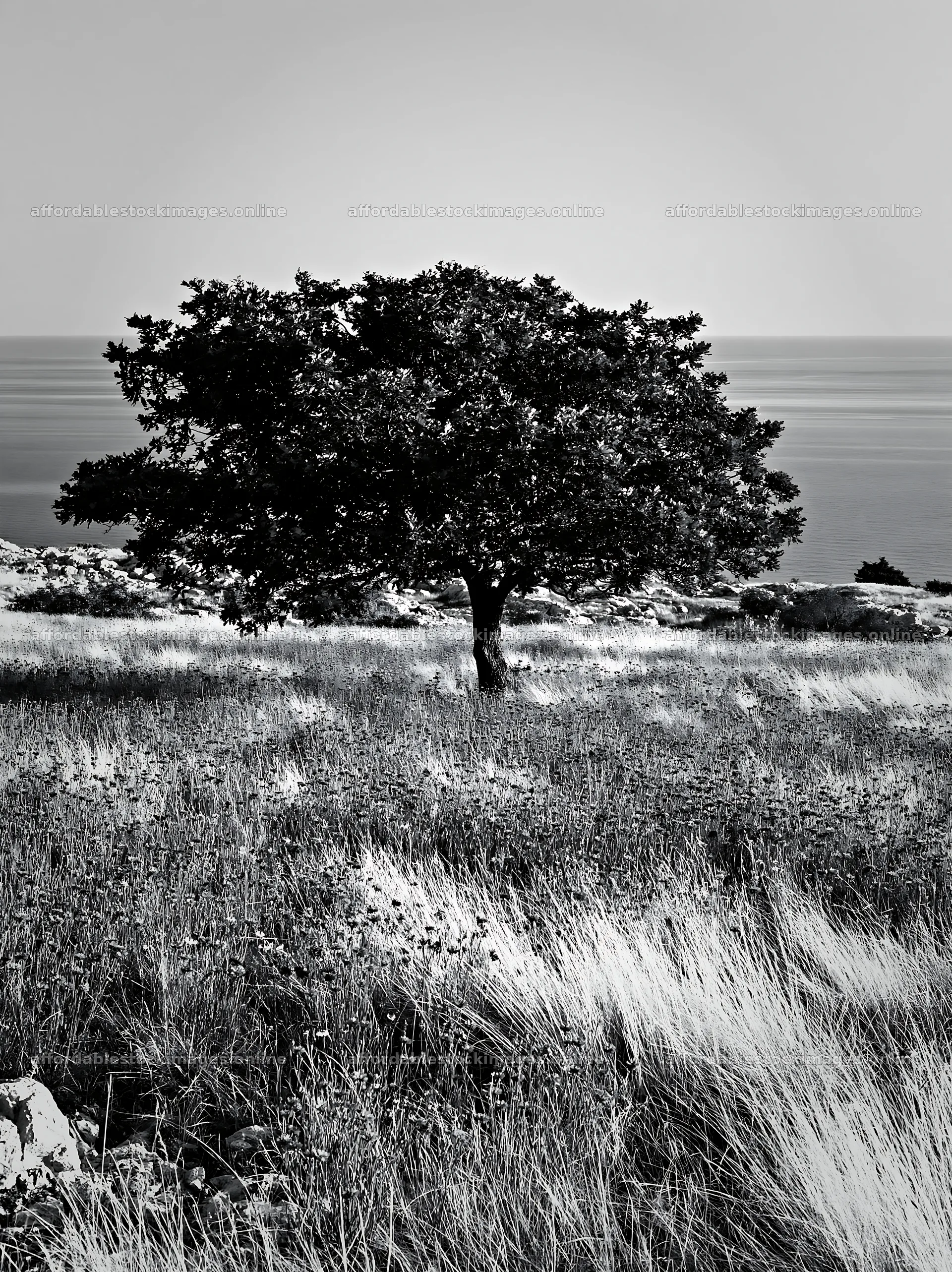 Croatian meadow with tree above the Adriatic coast – stock images 6866x9174