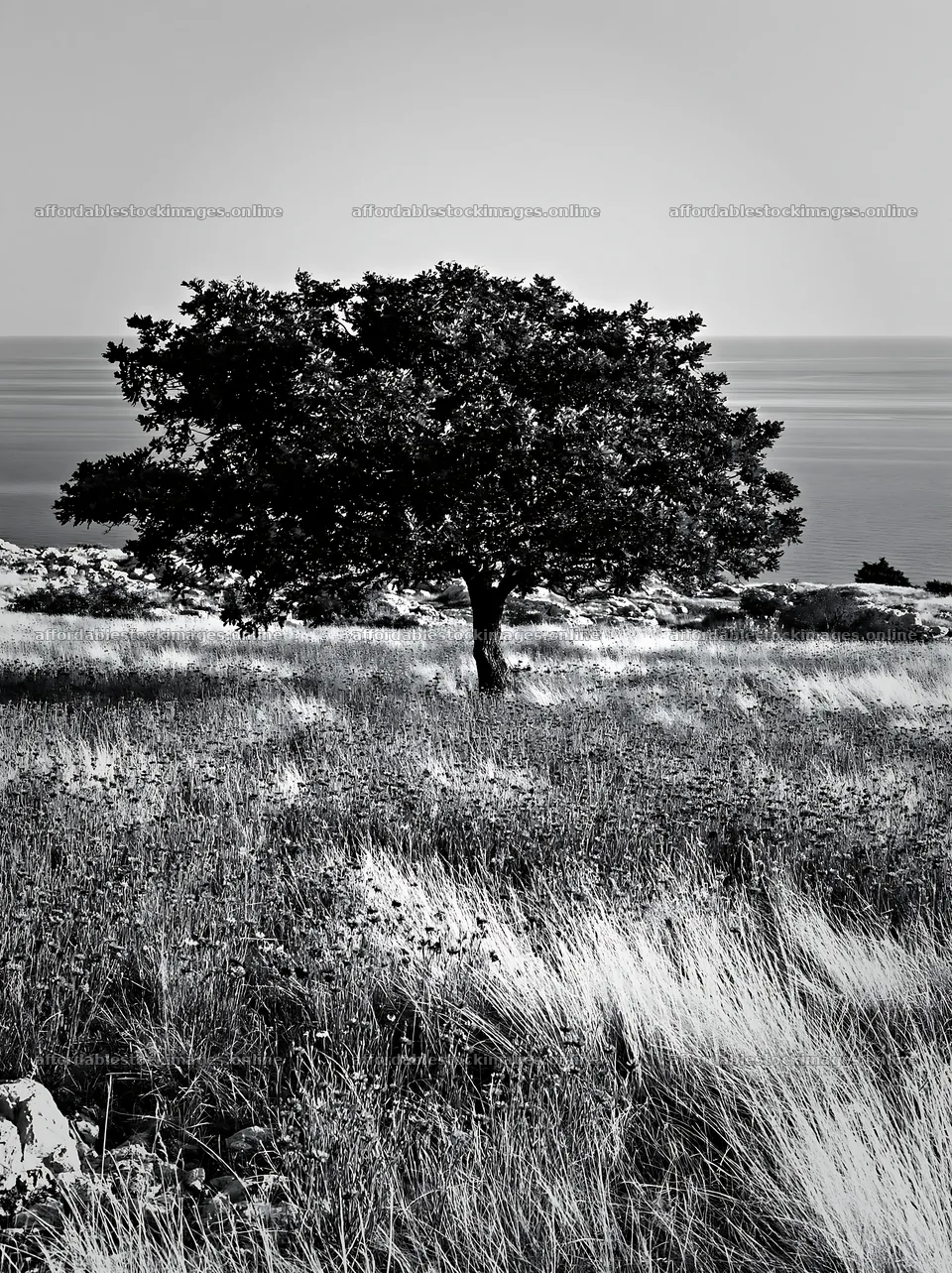 Croatian meadow with tree above the Adriatic coast – stock images 6866x9174