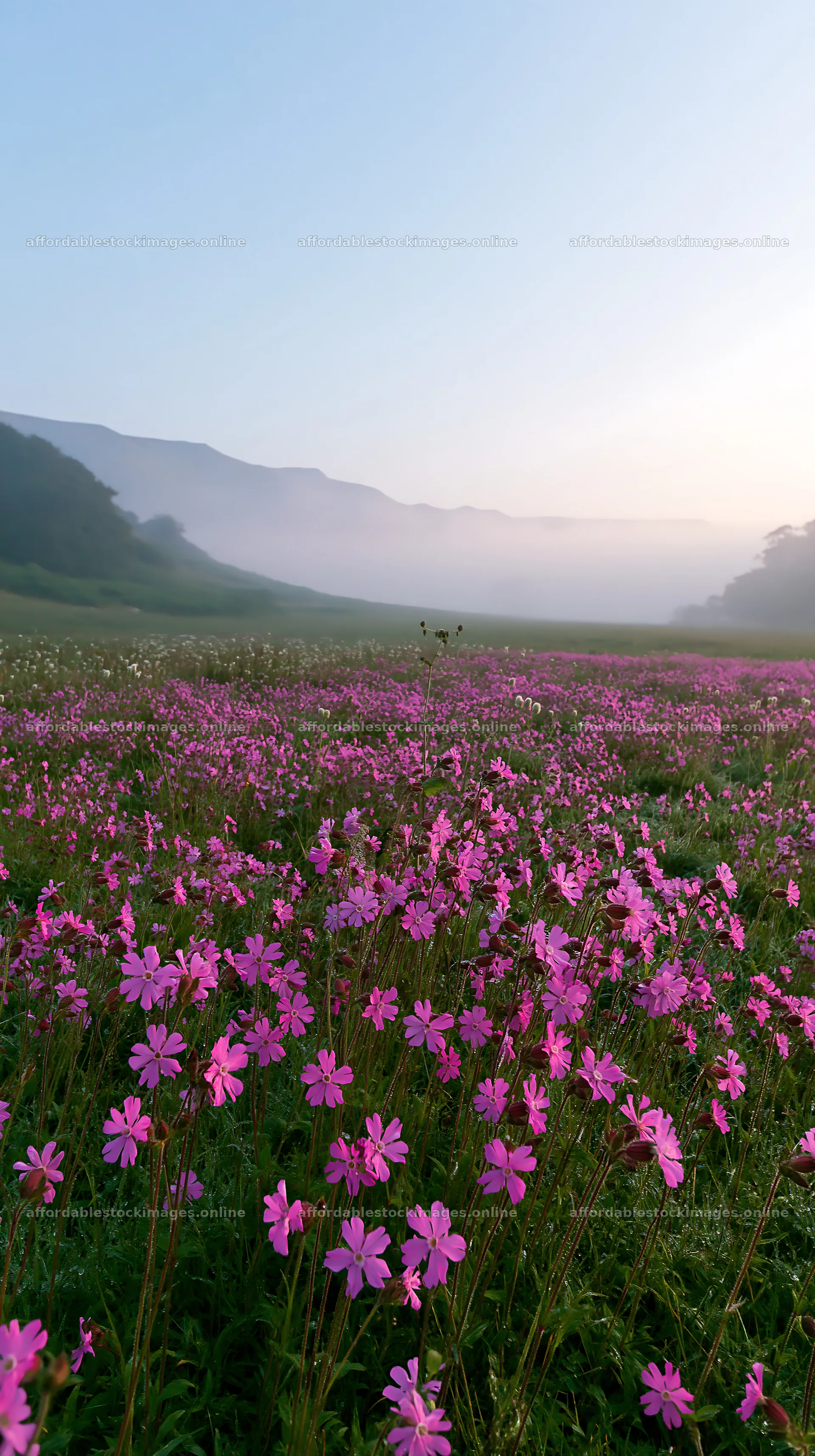 Pink campion meadow with hills in the background – stock images 5938x10608