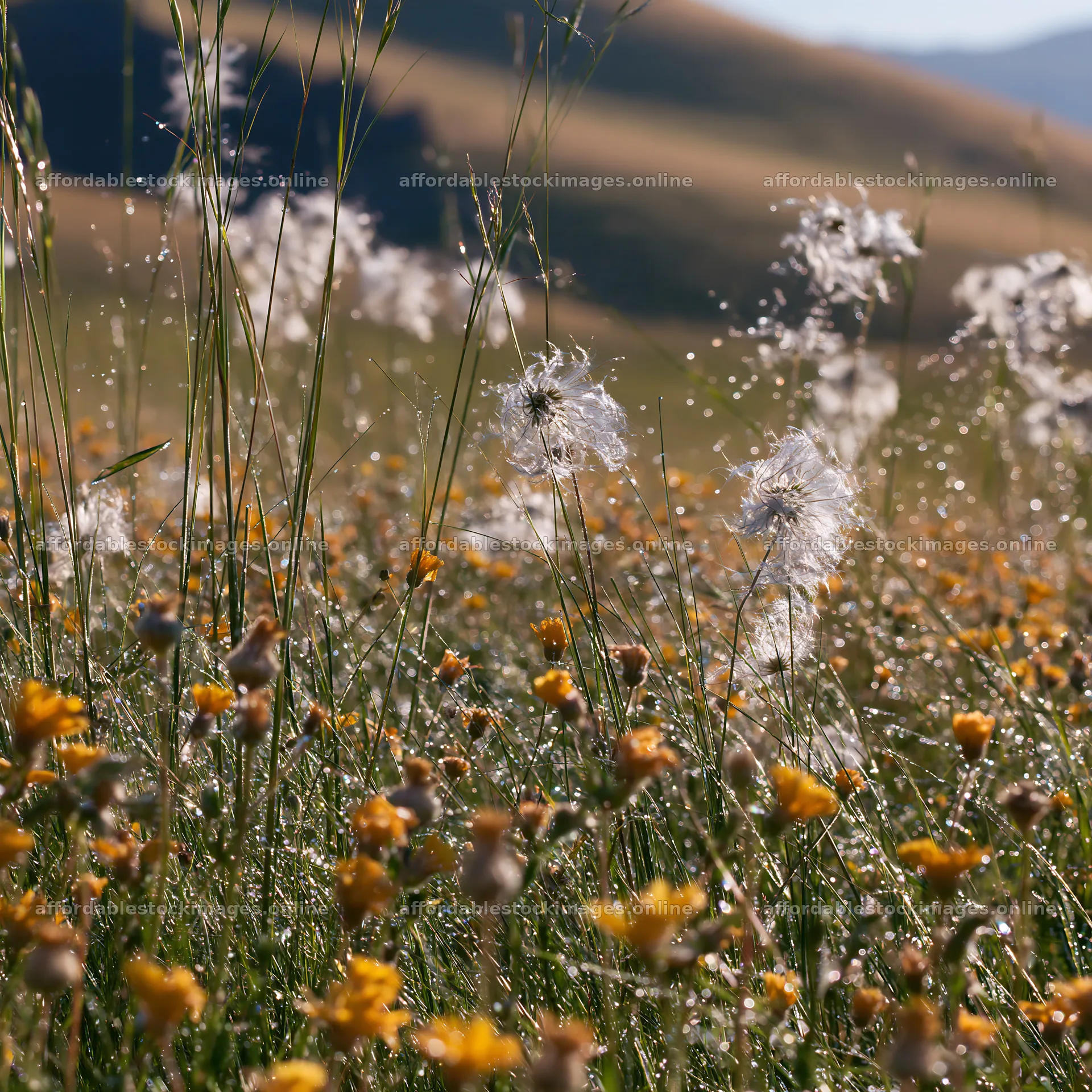 Meadow with dew and flowers in early morning light – stock images 7938x7938
