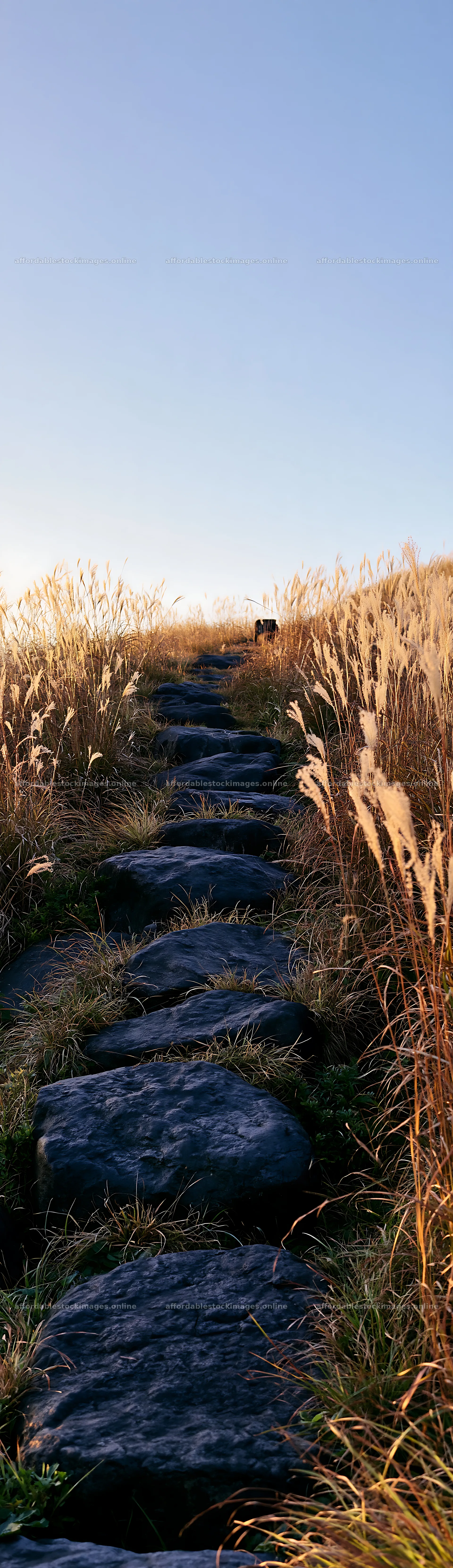Rewilded Akita silver grass meadow with stone pathway – stock images 4268x14762