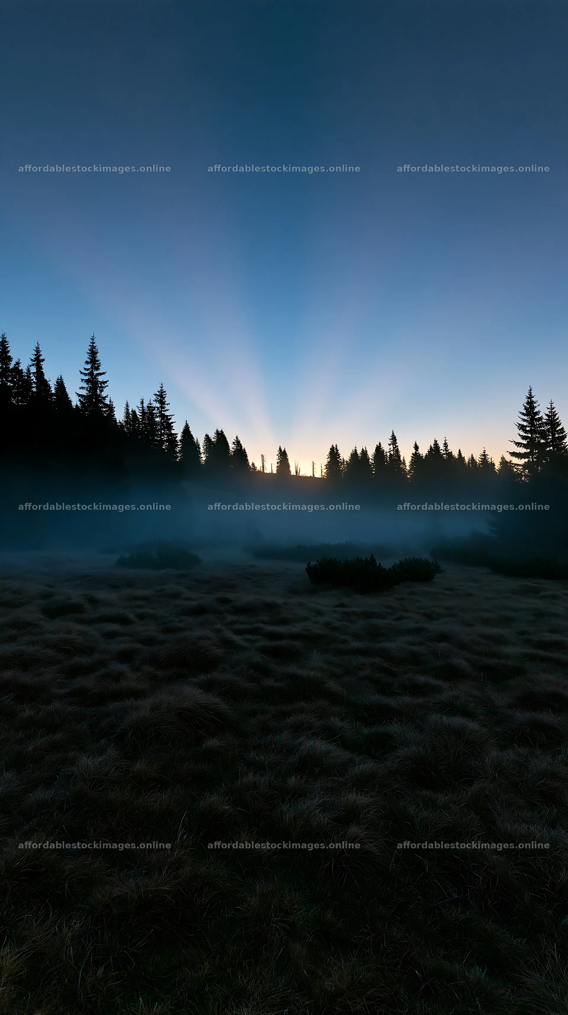 Light rays shine through trees in Bucegi Mountains meadow – stock images 5938x10608