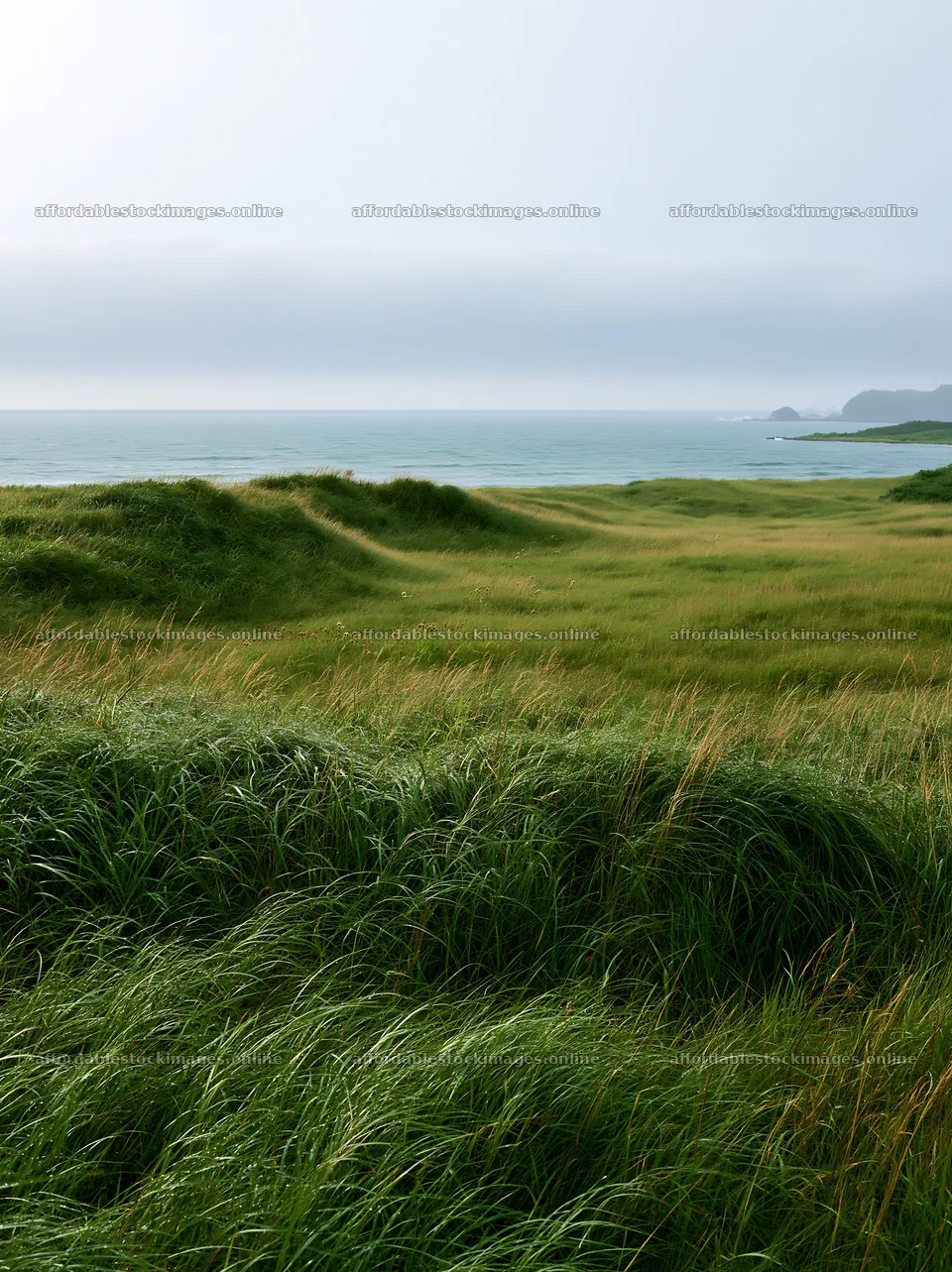 Fukui native grass meadow rain droplets enhance the landscape – stock images 6866x9174